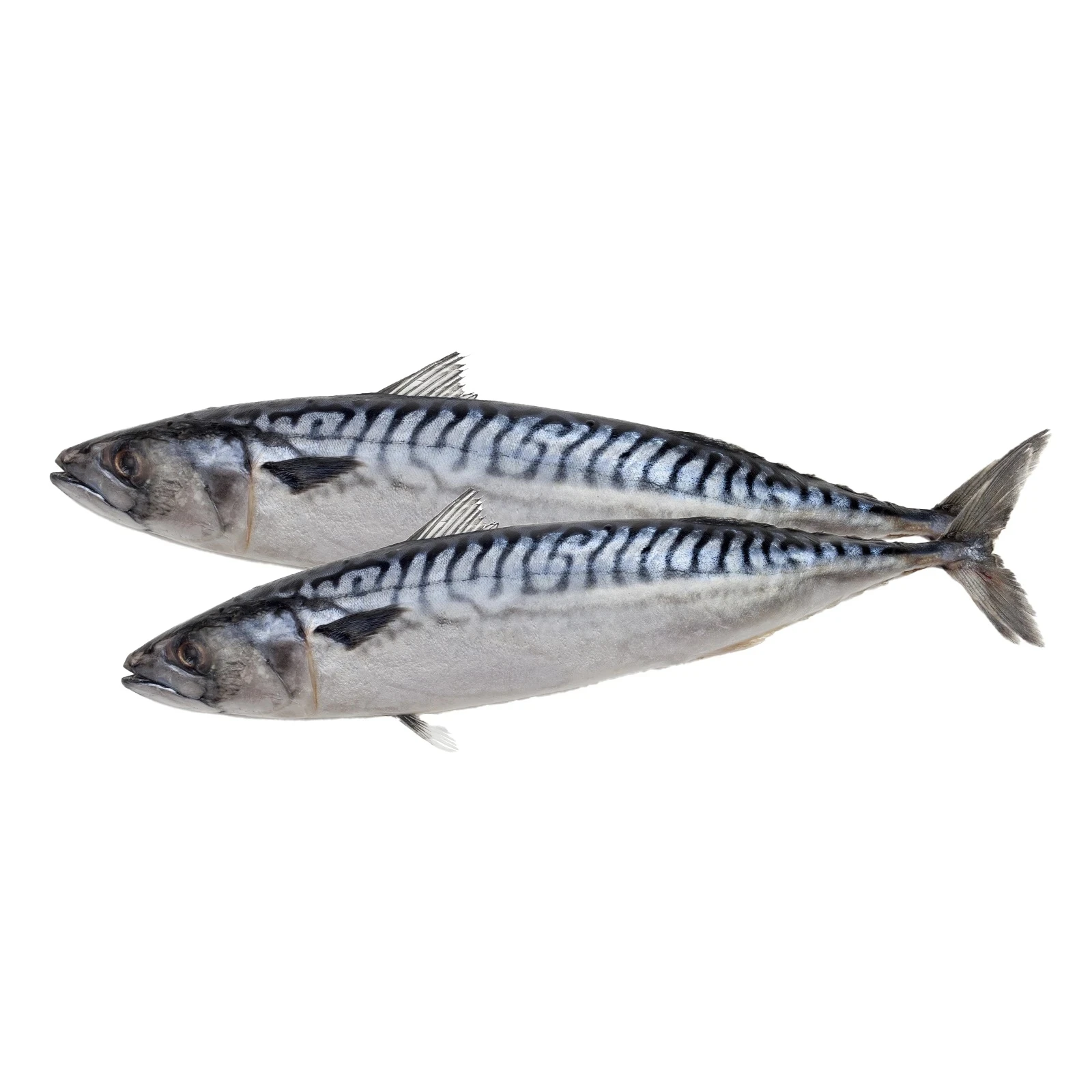 Скумбрія 400-600 заморожена глазур Фото №:1