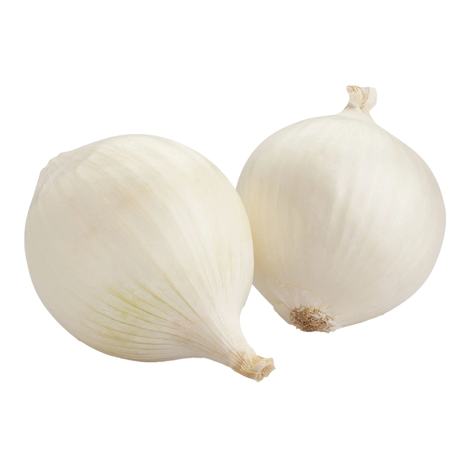 Цибуля біла Фото №:1