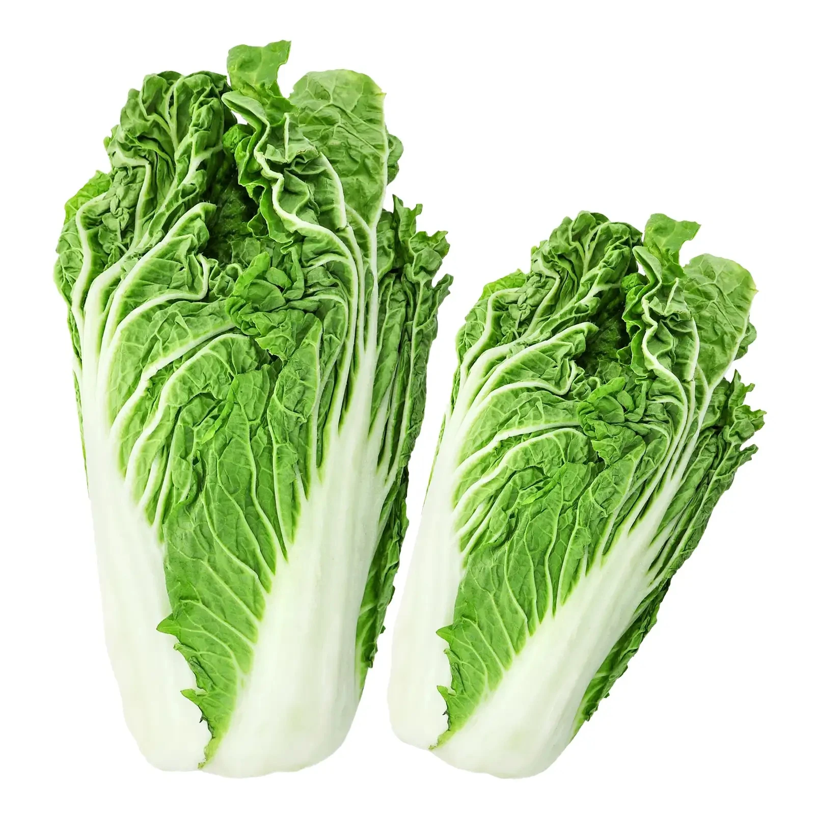 Капуста Пекiнська молода Фото №:1