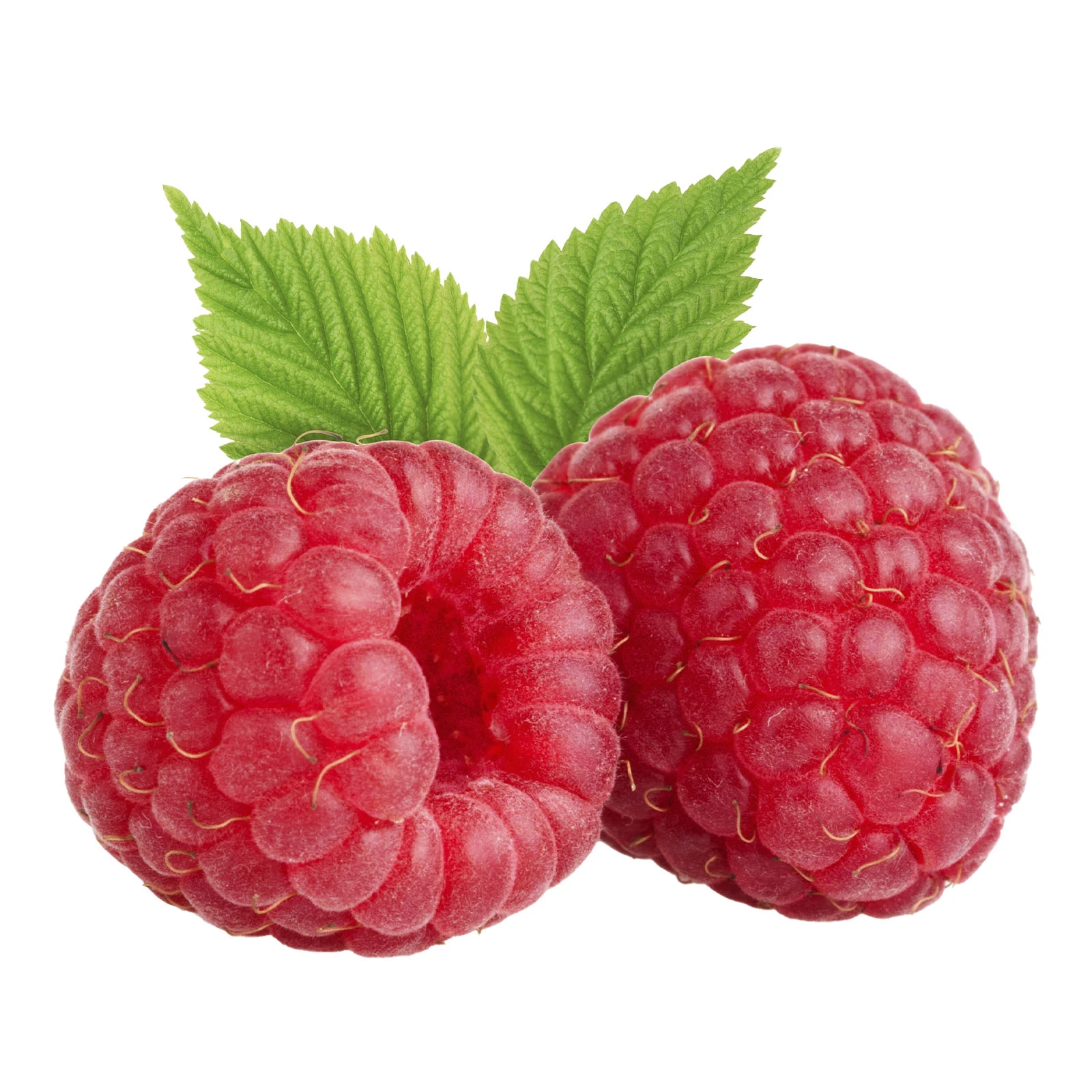 Малина Еліт Фото №:1