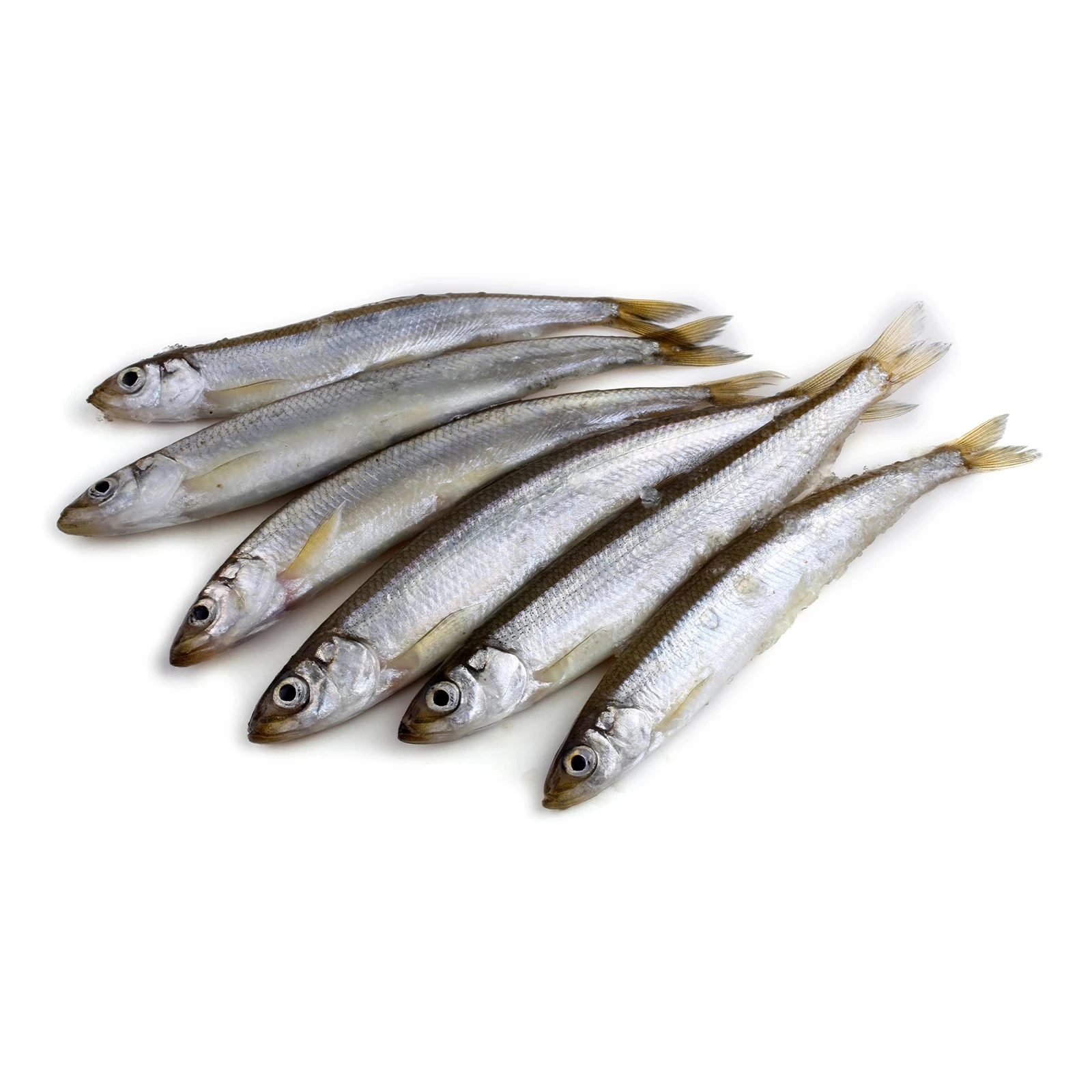 Мойва 30-40 с/г заморожена Фото №:1