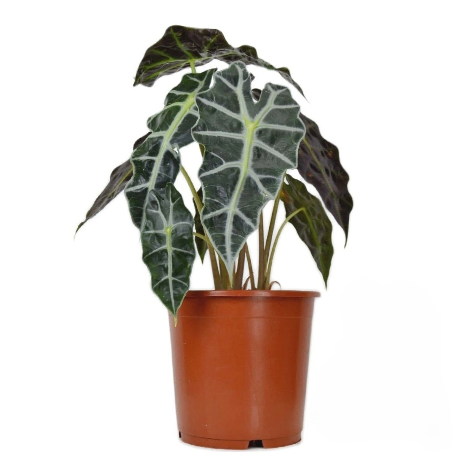 Алоказія 45/12 Фото №:1