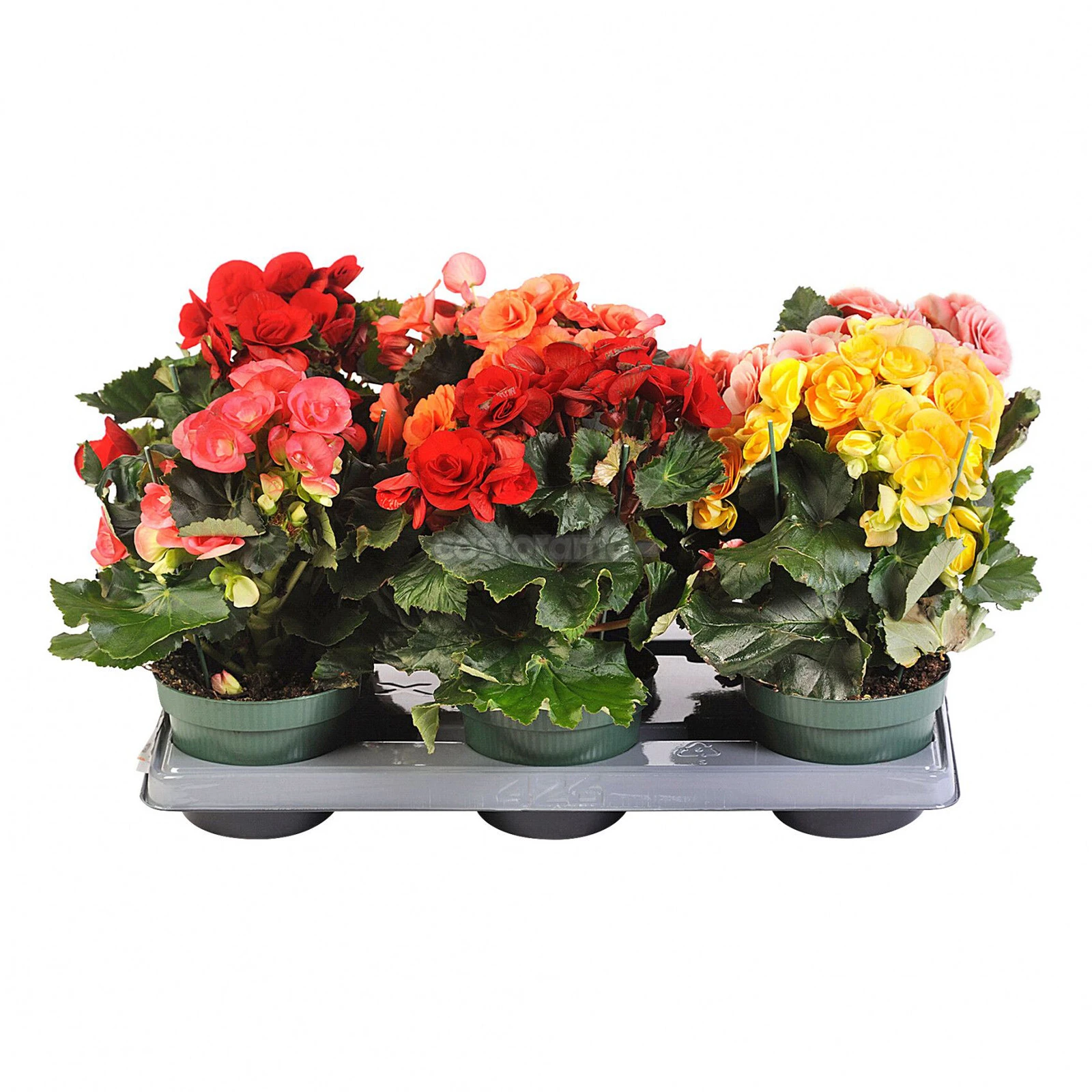 Бегонія 31/14 Фото №:1