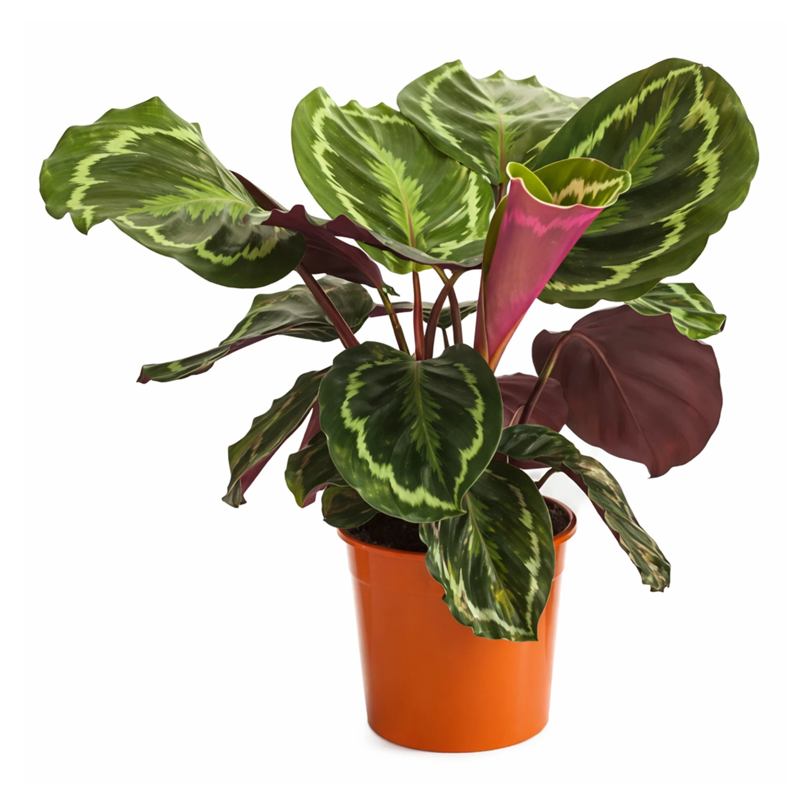 Калатея 80/19 Фото №:1