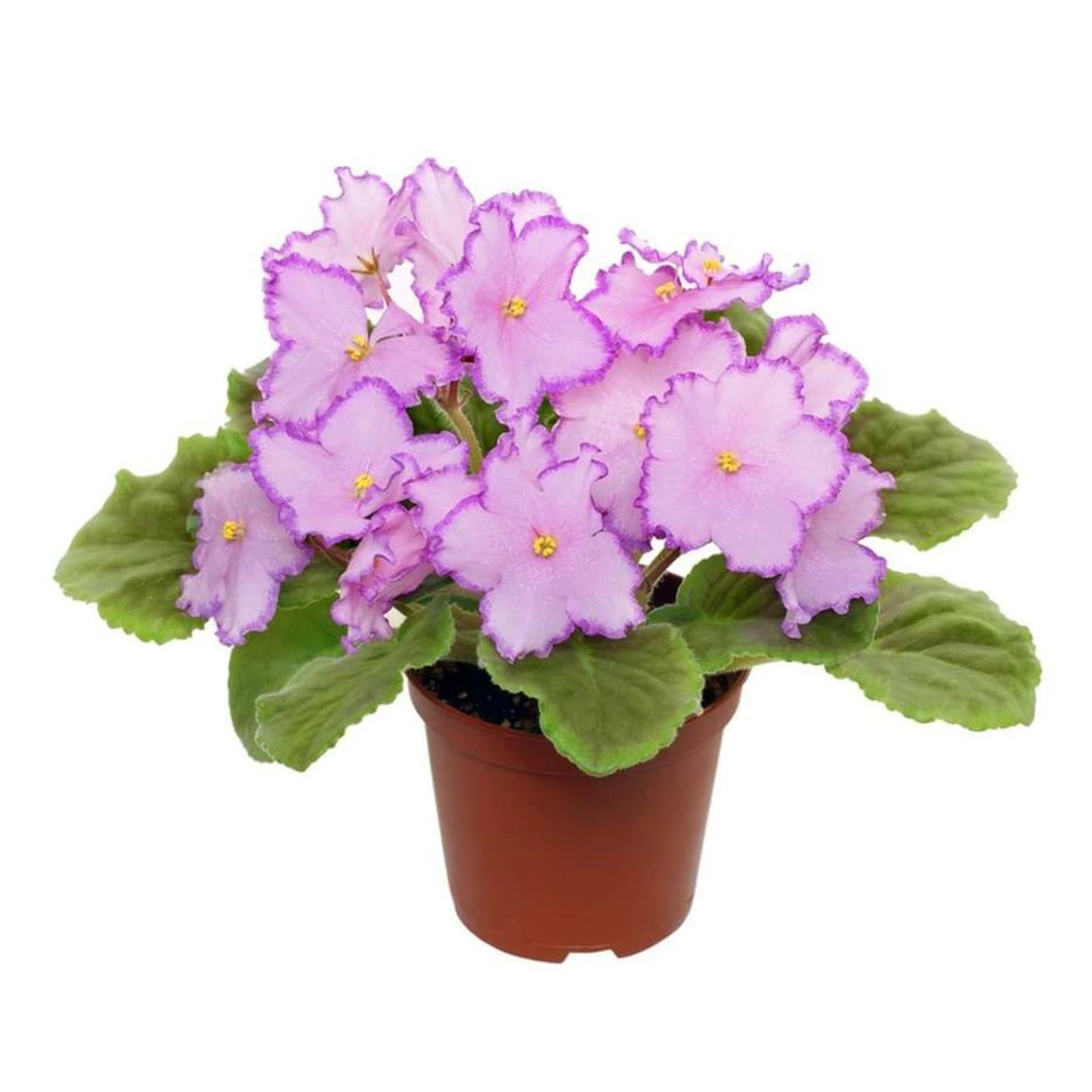 Сенполія 20/12 Фото №:1