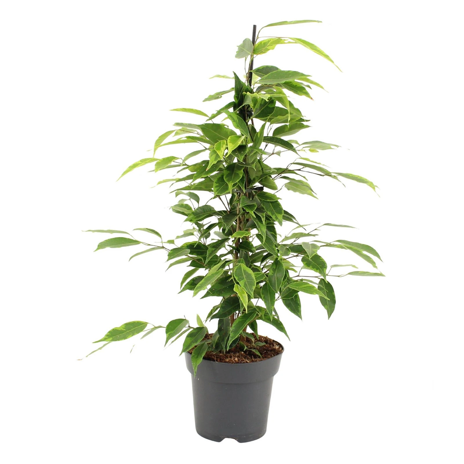 Фікус  50/14 Фото №:1