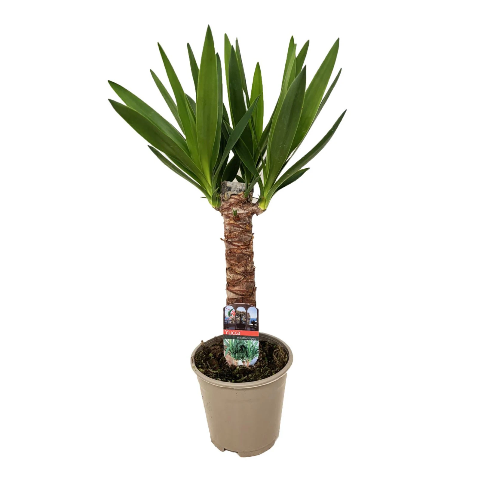 Юка 85/14 Фото №:1