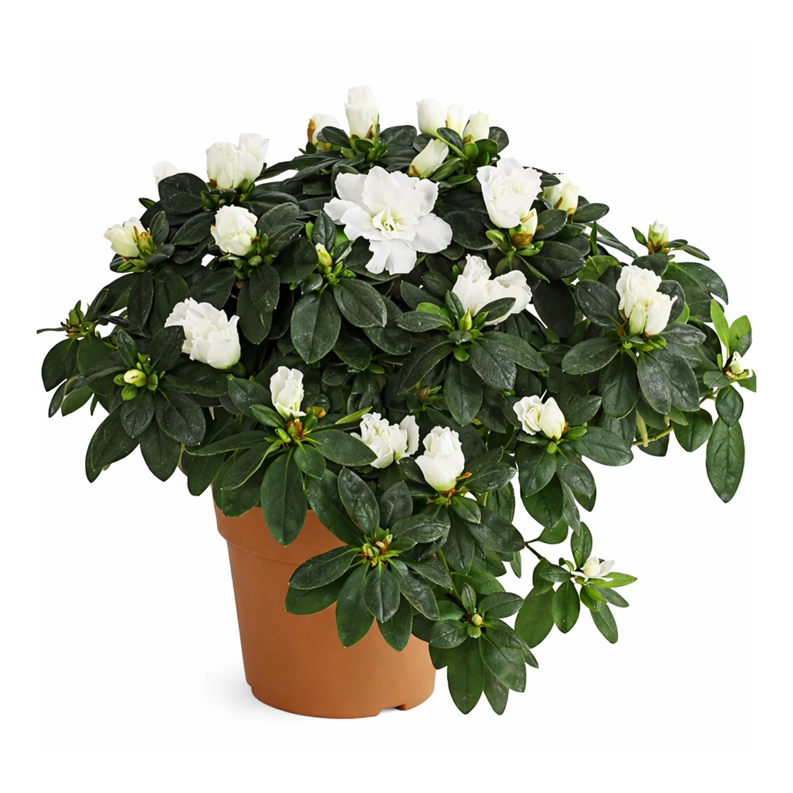 Рослина кімнатна Азалія в асортименті на вибір Фото №:1