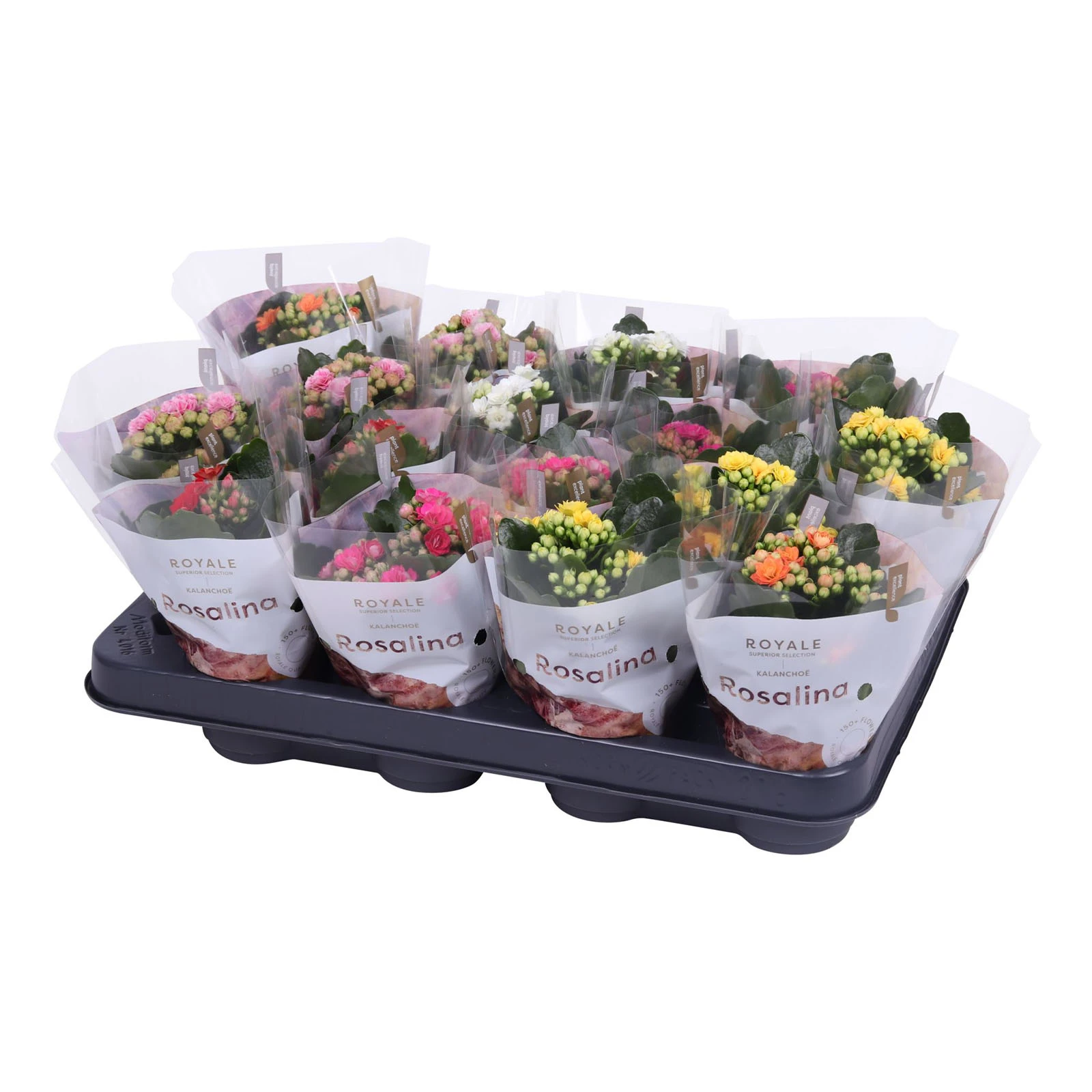 Каланхое 15/7 Фото №:1