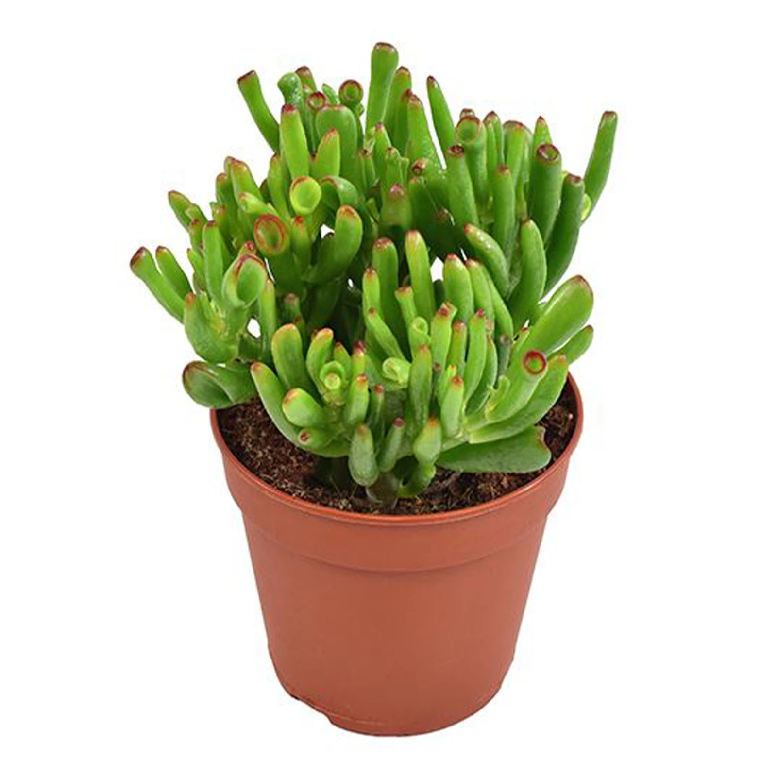 Крассула 20/15 Фото №:1