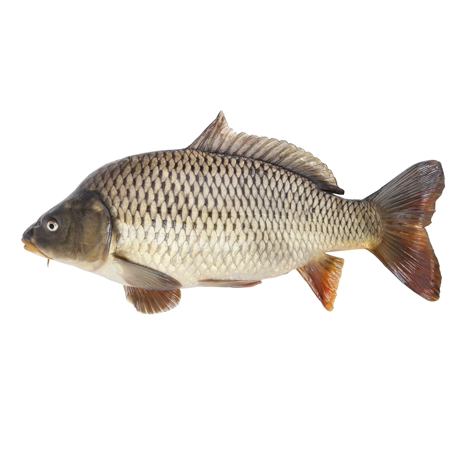 Короп свіжий на льоду Фото №:1