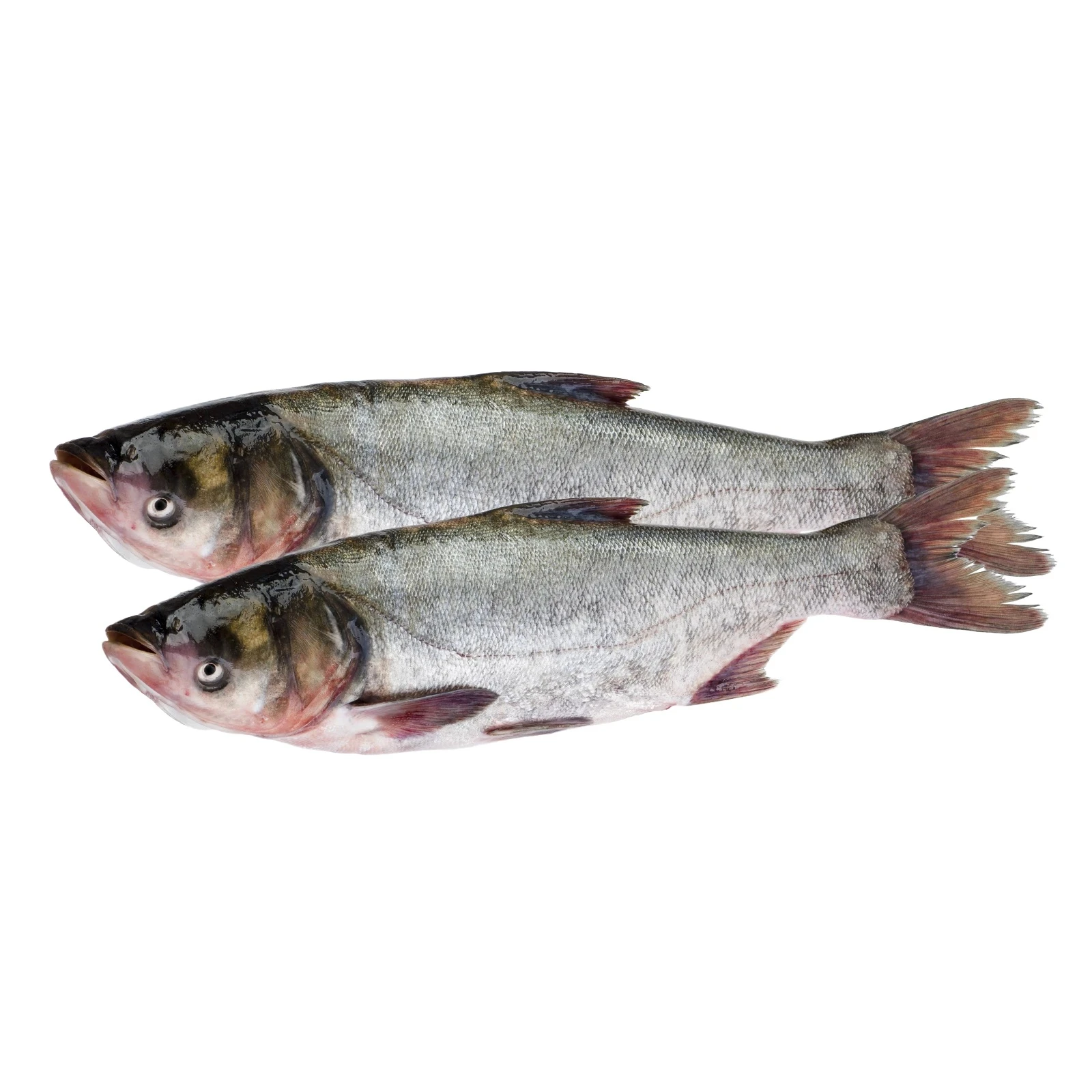 Товстолоб свіжий на льоду Фото №:1