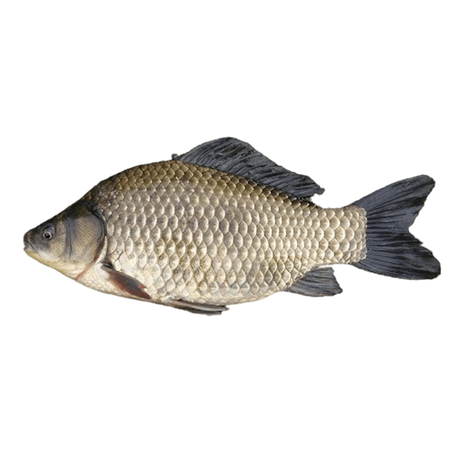 Карась свіжий на льоду Фото №:1