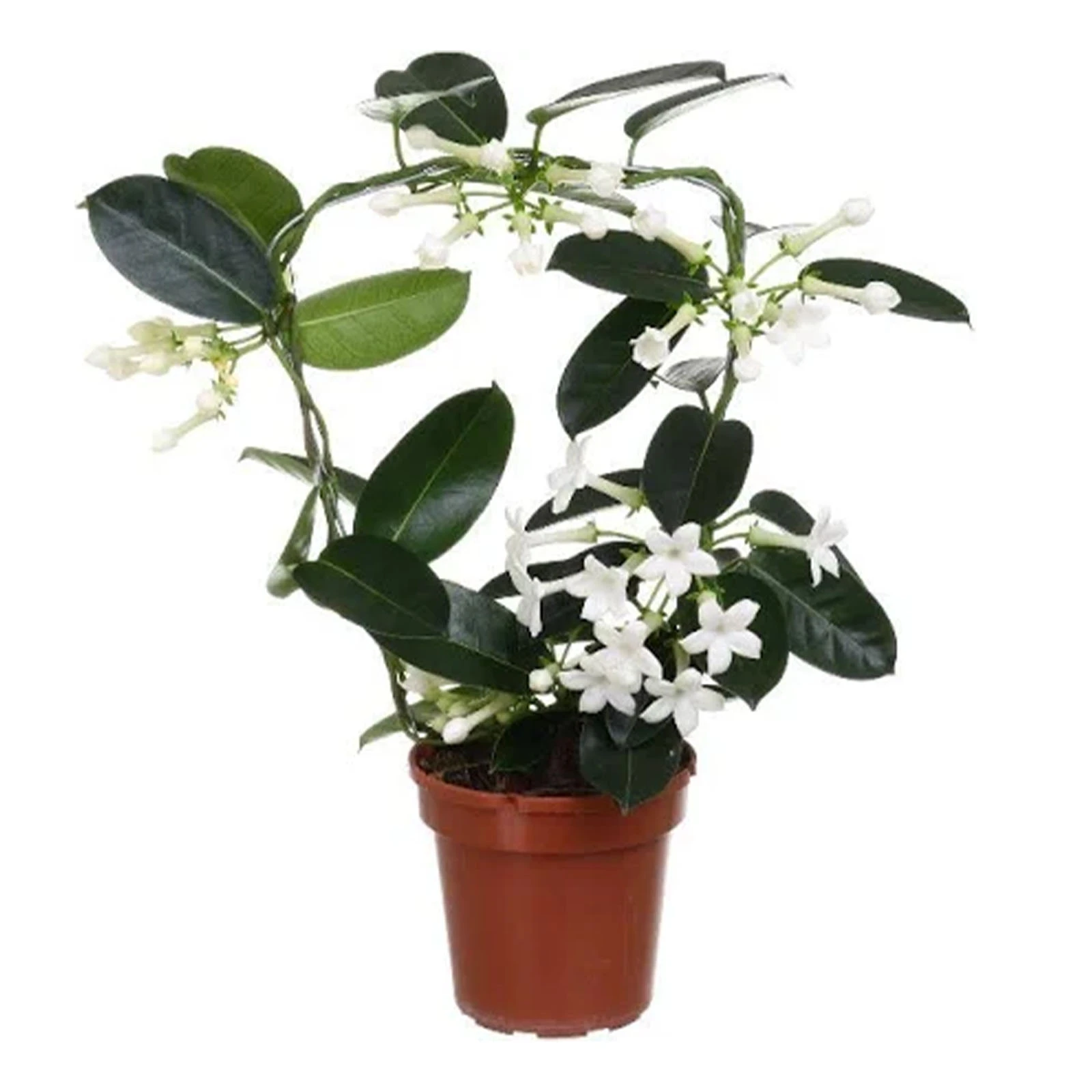 Стефанотис 45/12 Фото №:1