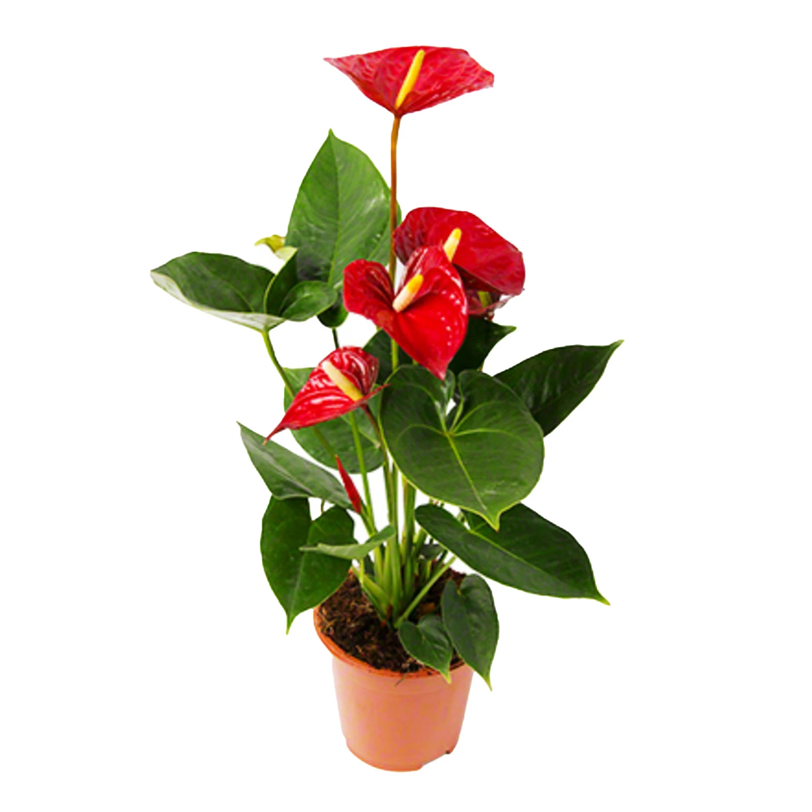 Антуріум 75/17 Фото №:1