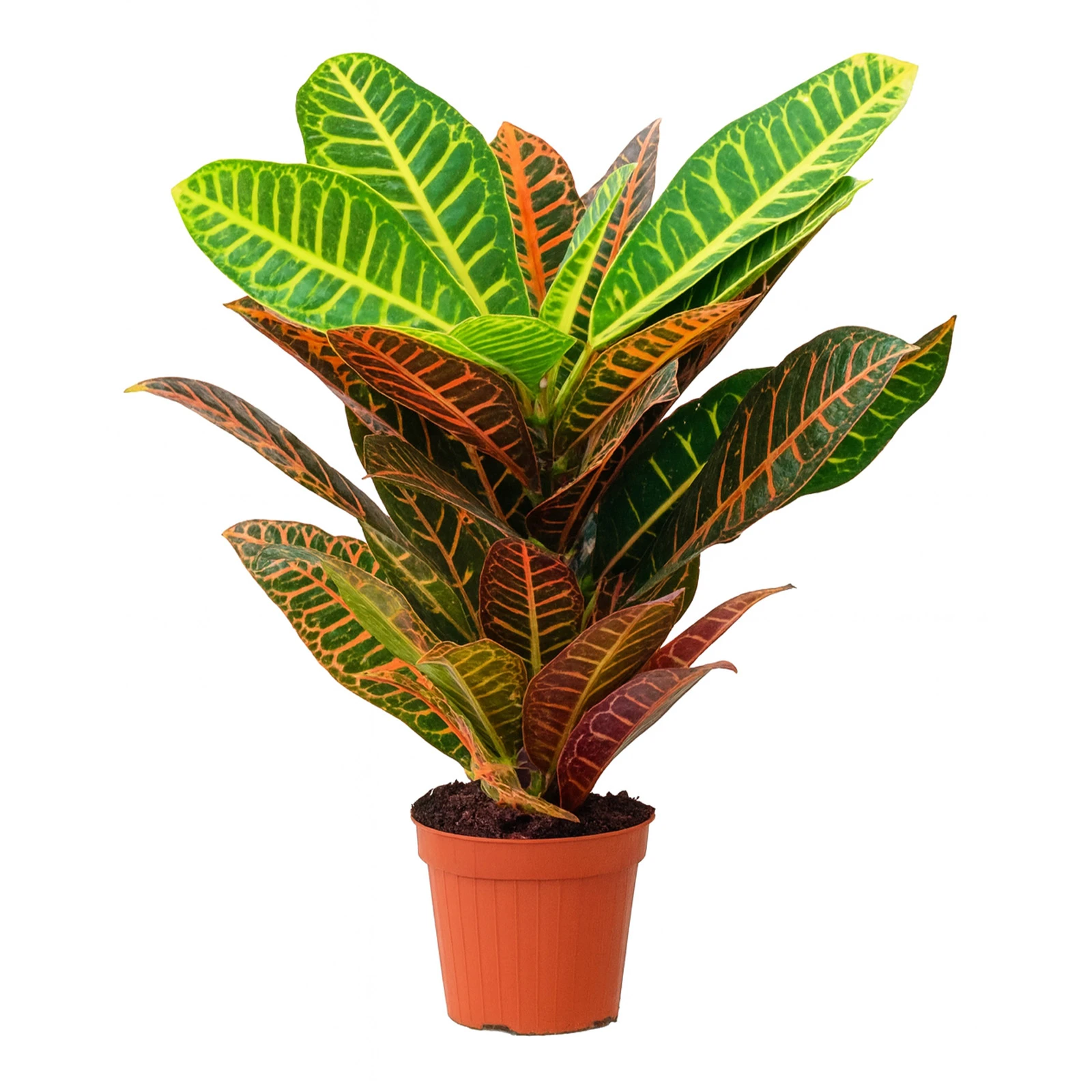 Кротон 55/13 Фото №:1