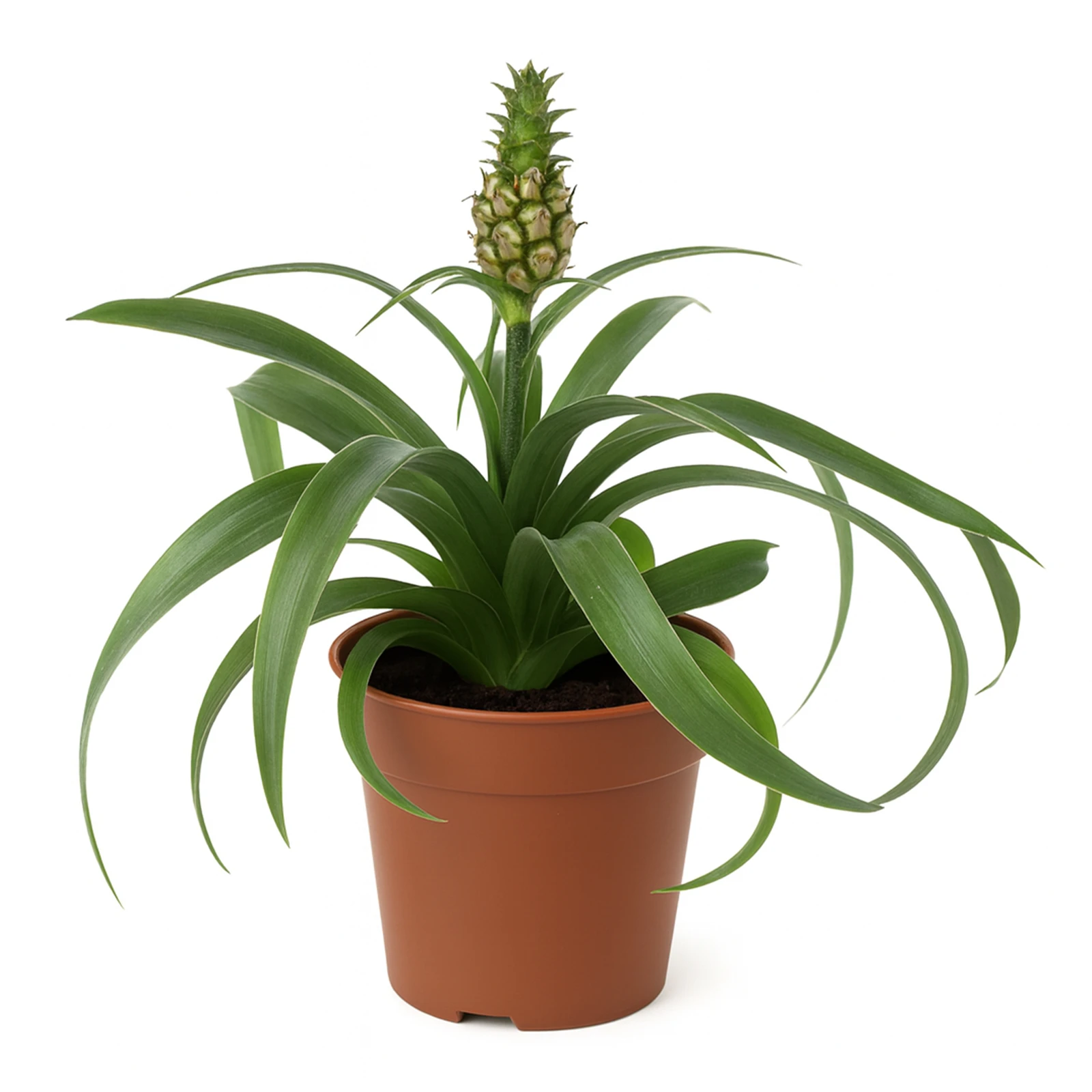 Ананас 35/12 Фото №:1