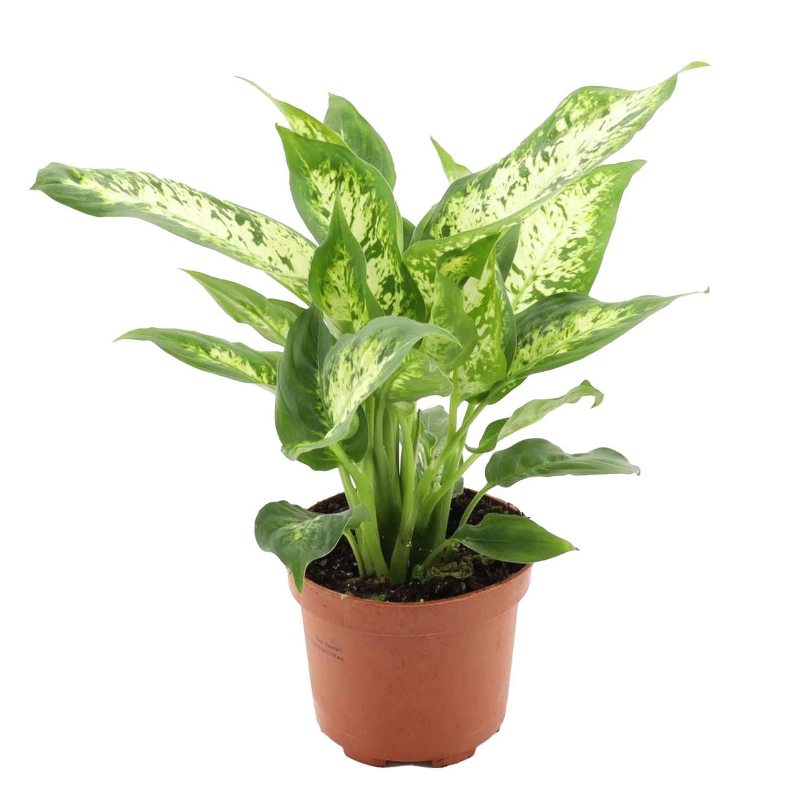 Диффенбахия 30/12 Фото №:1