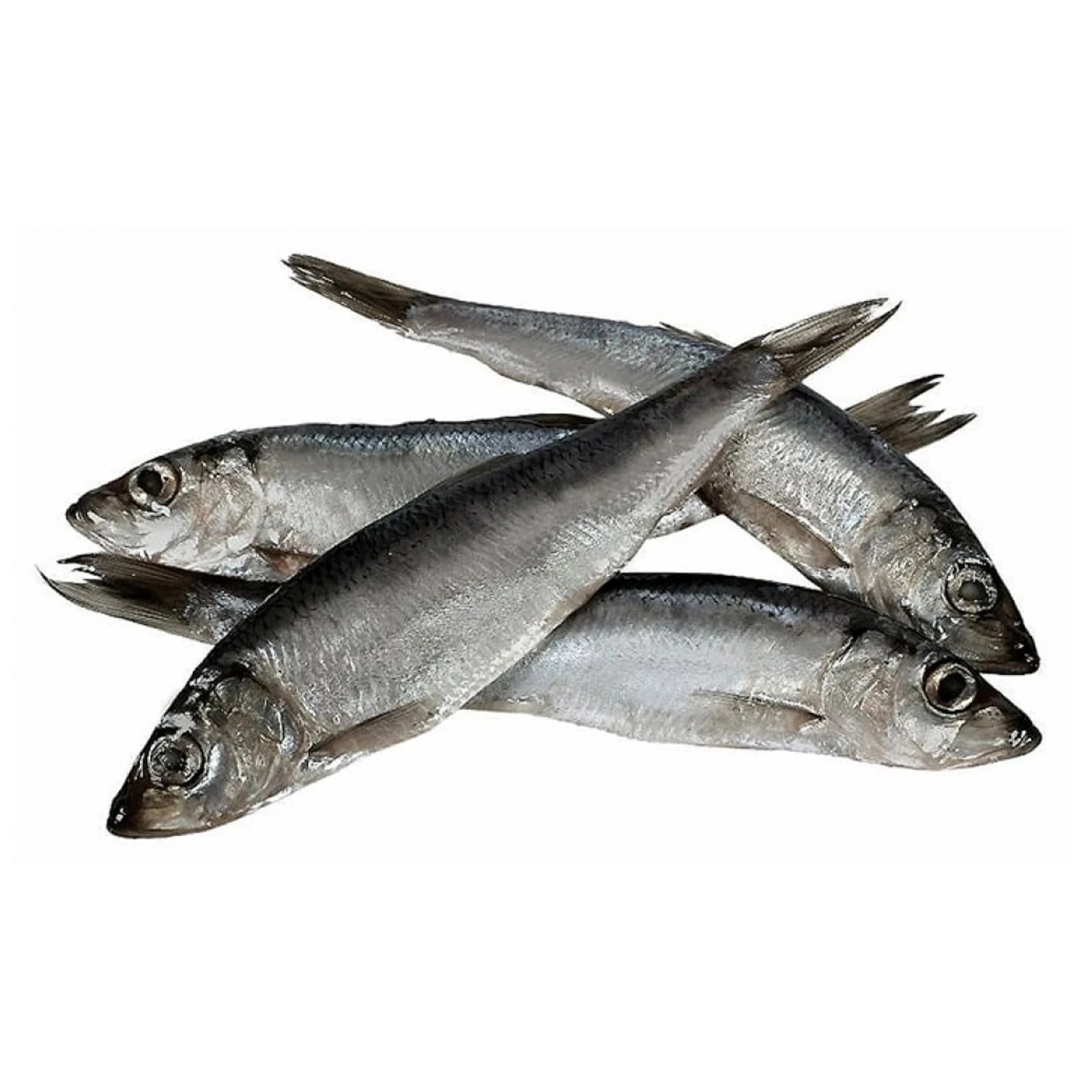 Салака 13-15 заморожена глазур Фото №:1