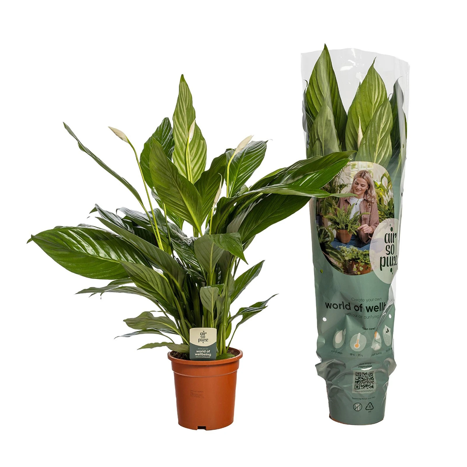 Спатифіллум 70/17 АКЦІЯ Фото №:1