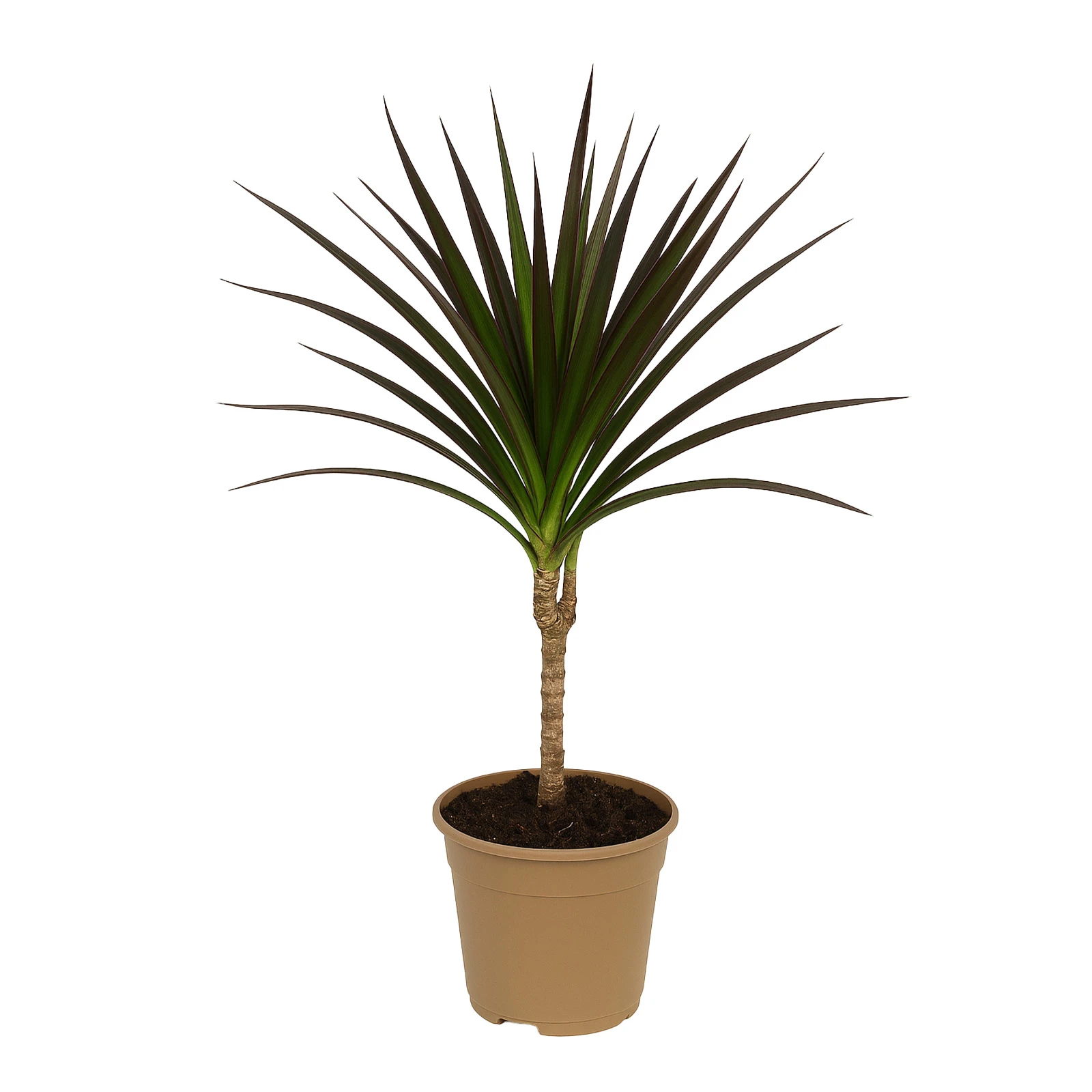 Драцена 50/11 Фото №:1