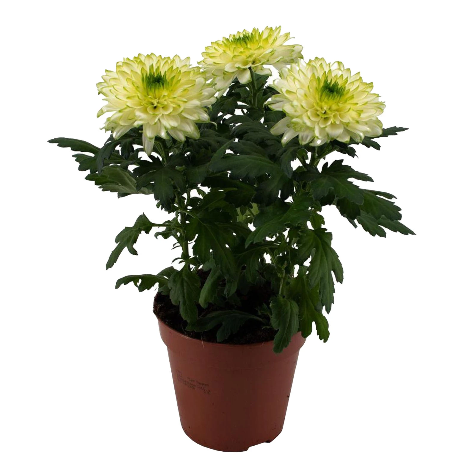 Хризантема 25/13 Фото №:1