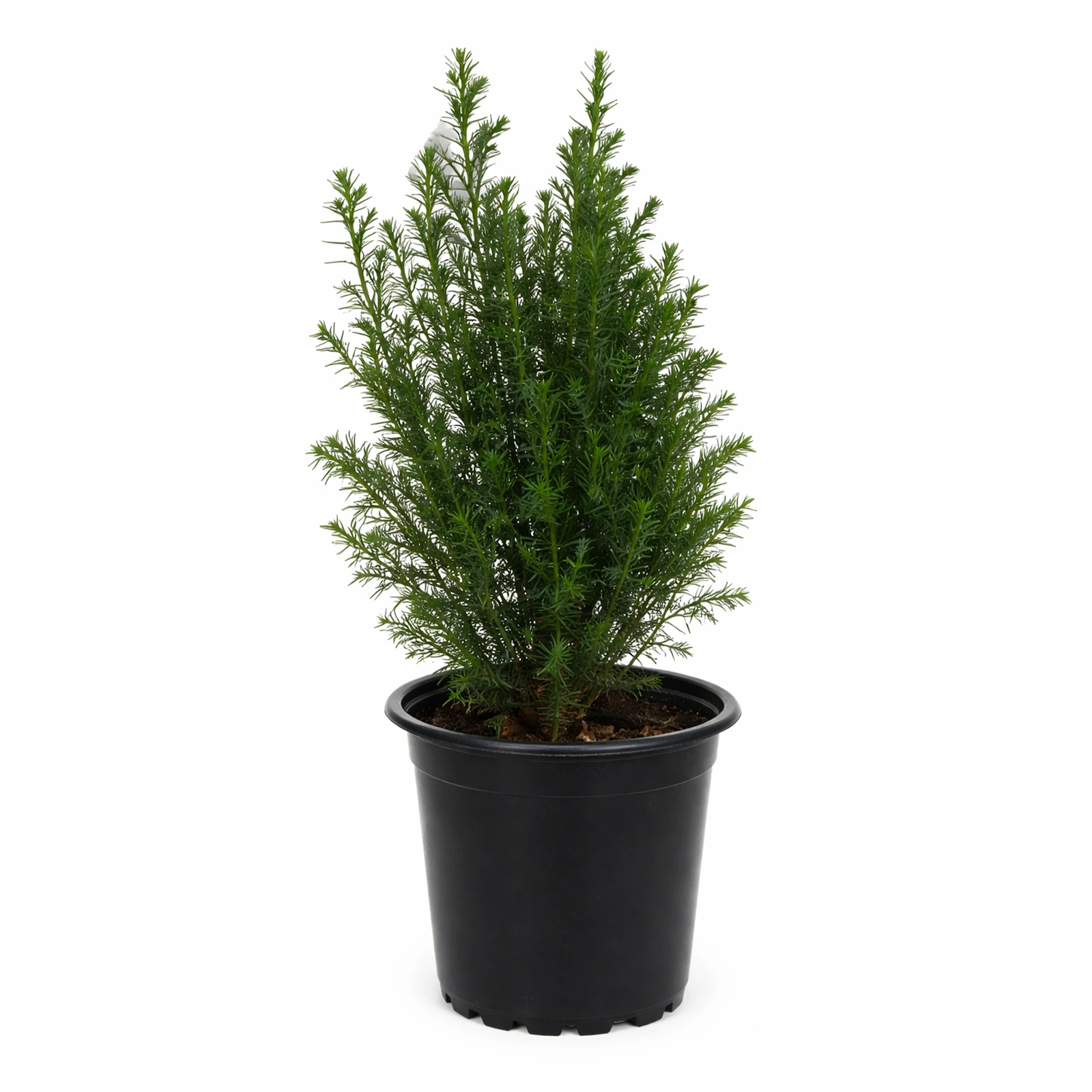 Кіпарисовик 36/9 Фото №:1