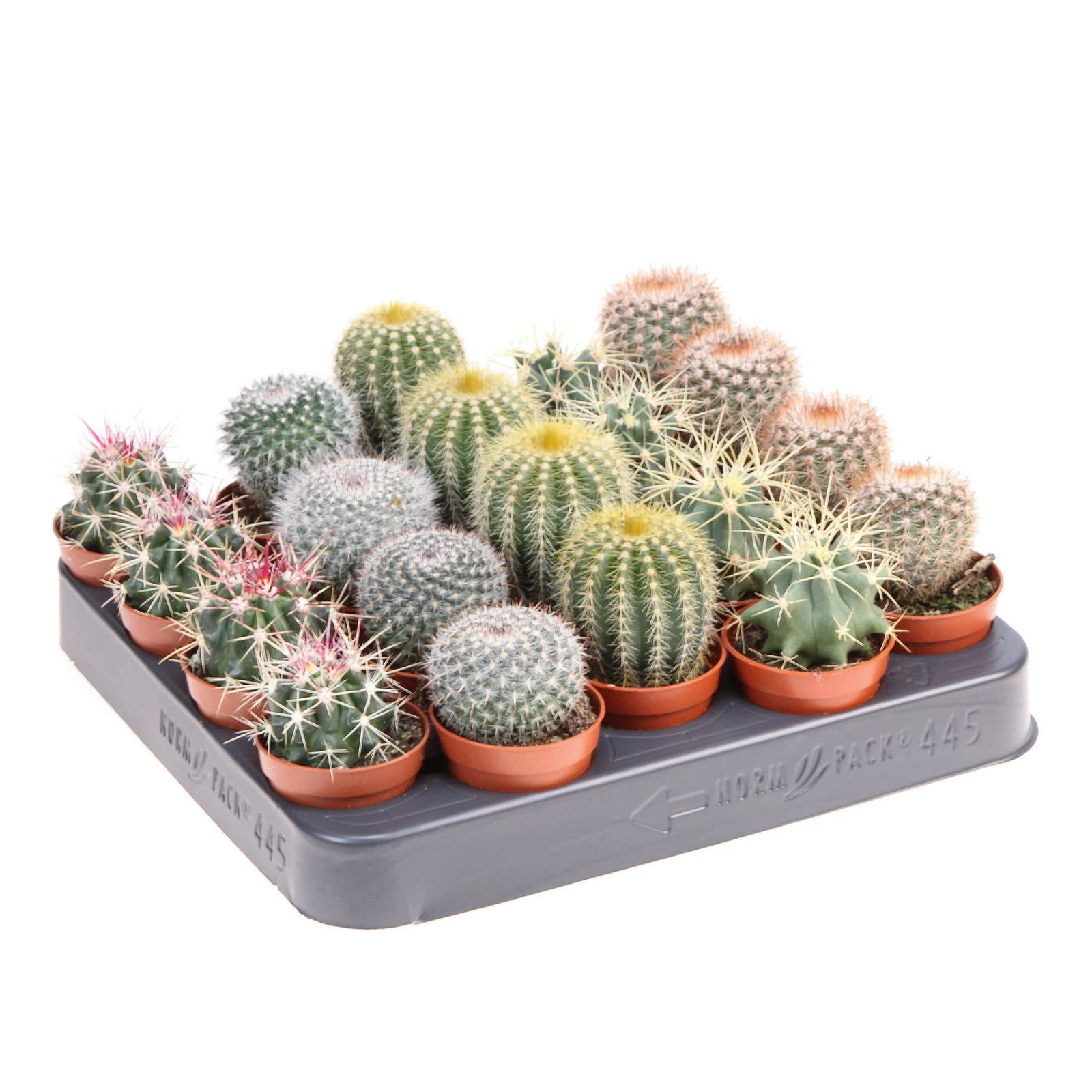 Кактус 10/5 Фото №:1