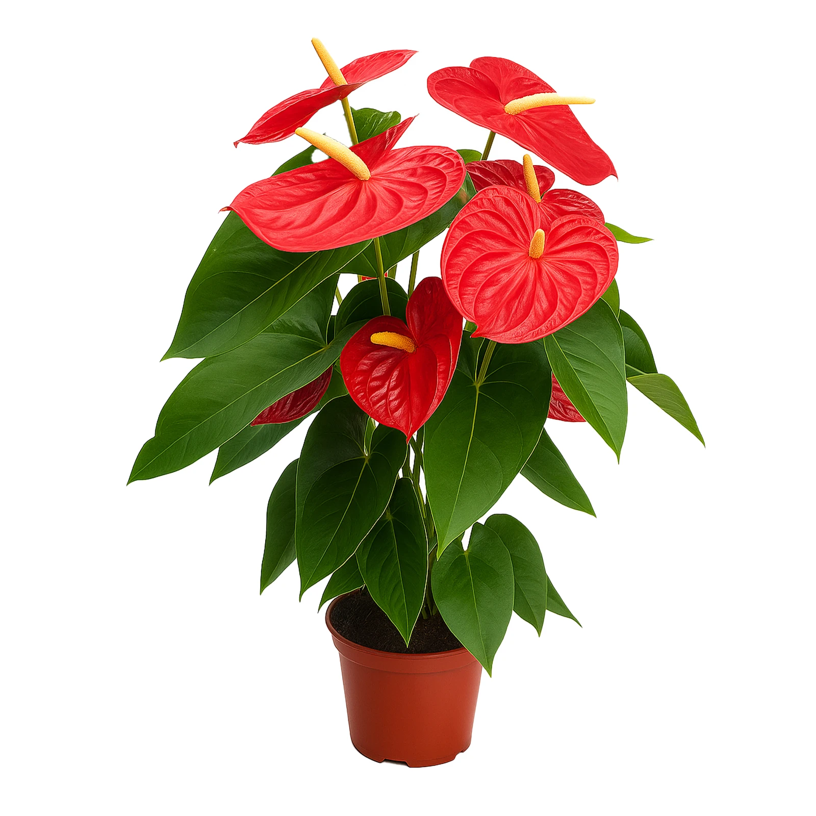 Антуріум 85/21 Фото №:1