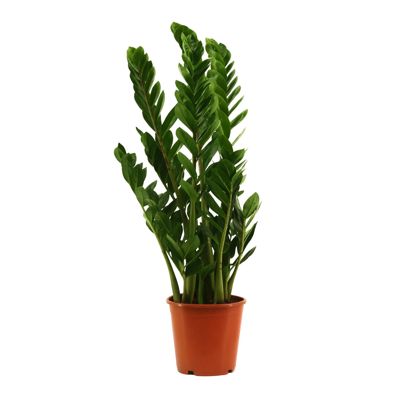 Замиокулькас 70/17 Фото №:1