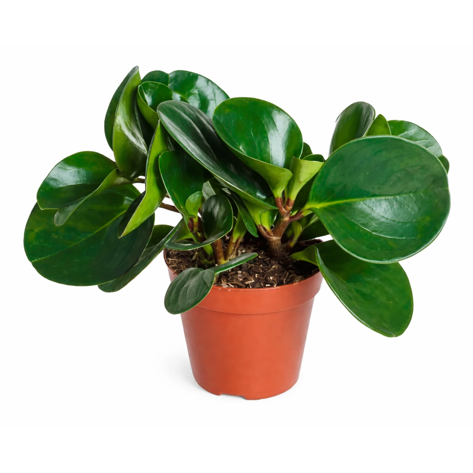 Пеперомія 30/12 Фото №:1