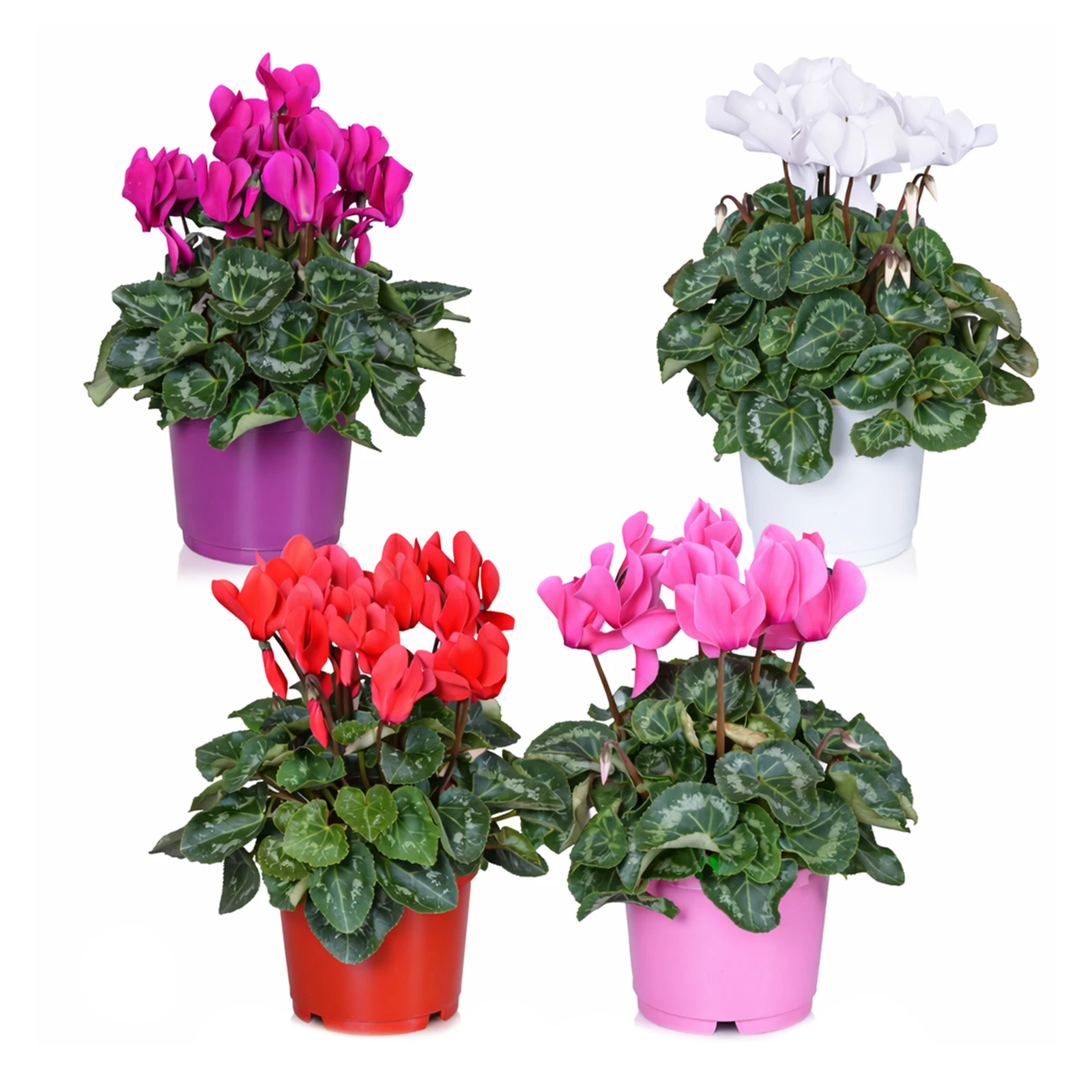 Рослина кімнатна Цикламен в асортименті на вибір Фото №:2