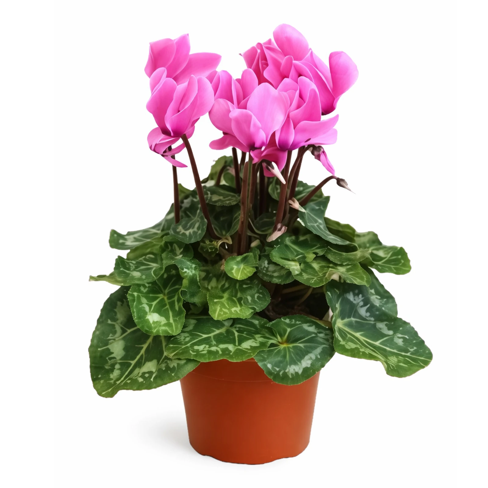 Рослина кімнатна Цикламен в асортименті на вибір Фото №:1