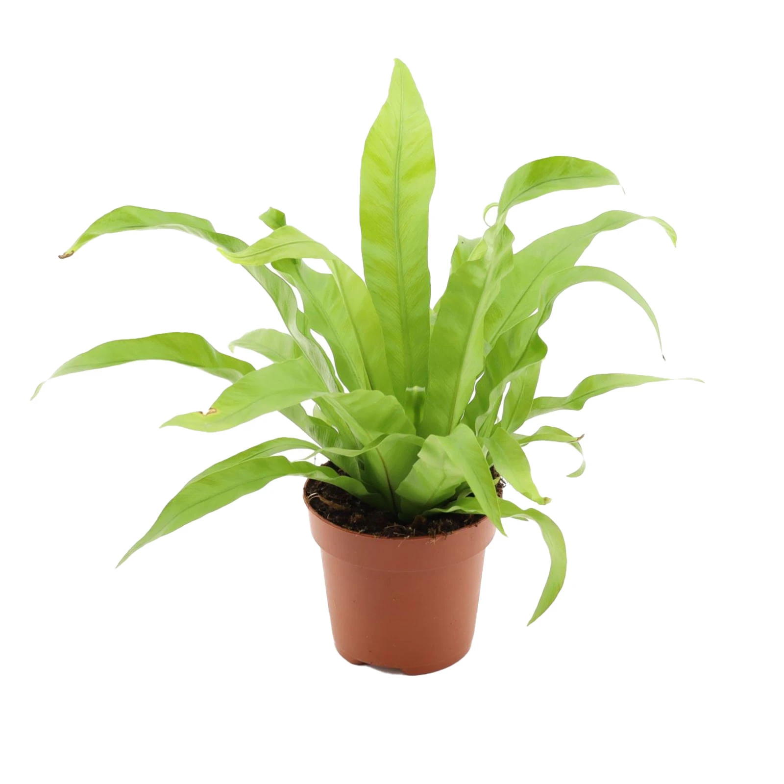 Асплениум 30/12 Фото №:1