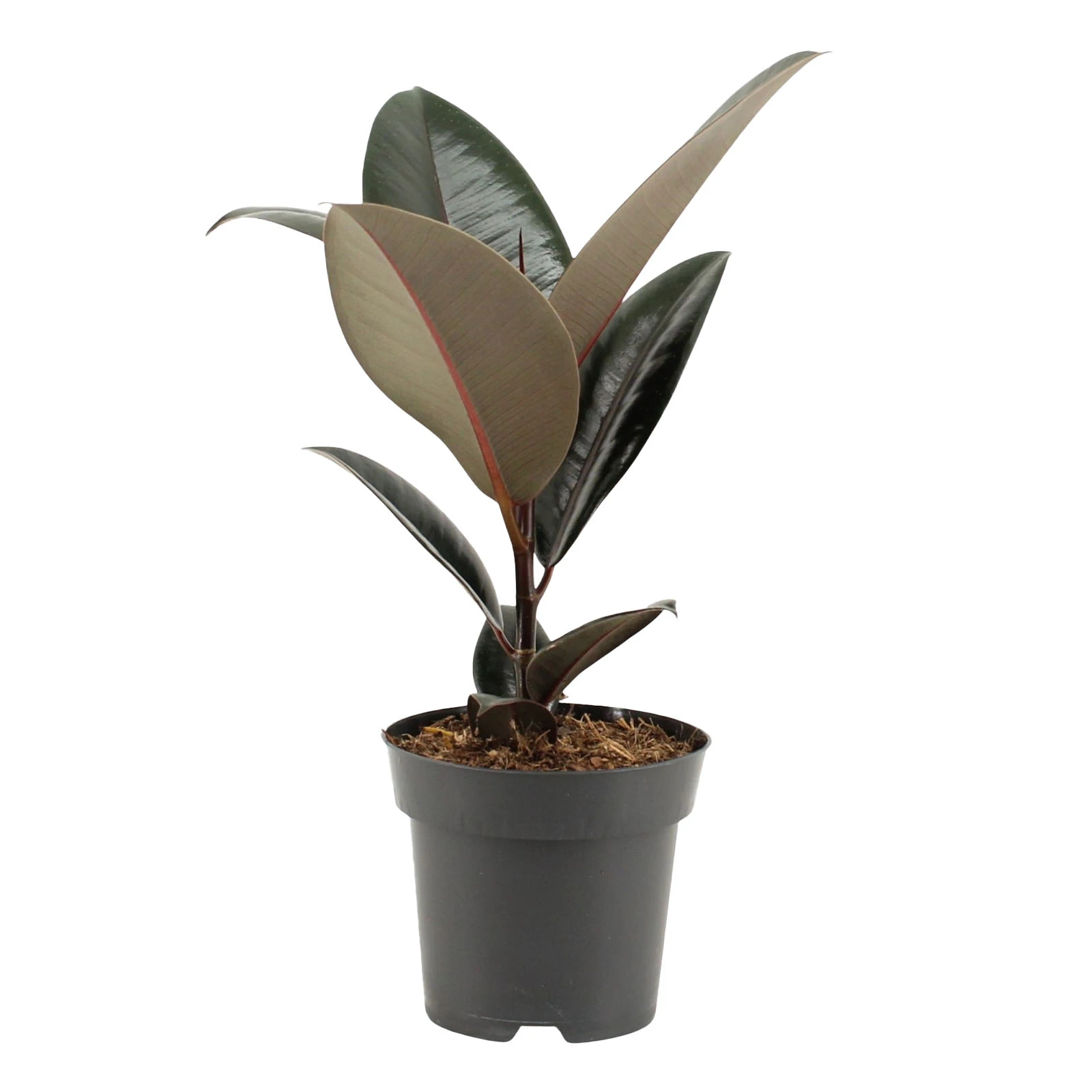 Фікус elast 40/14 Фото №:1