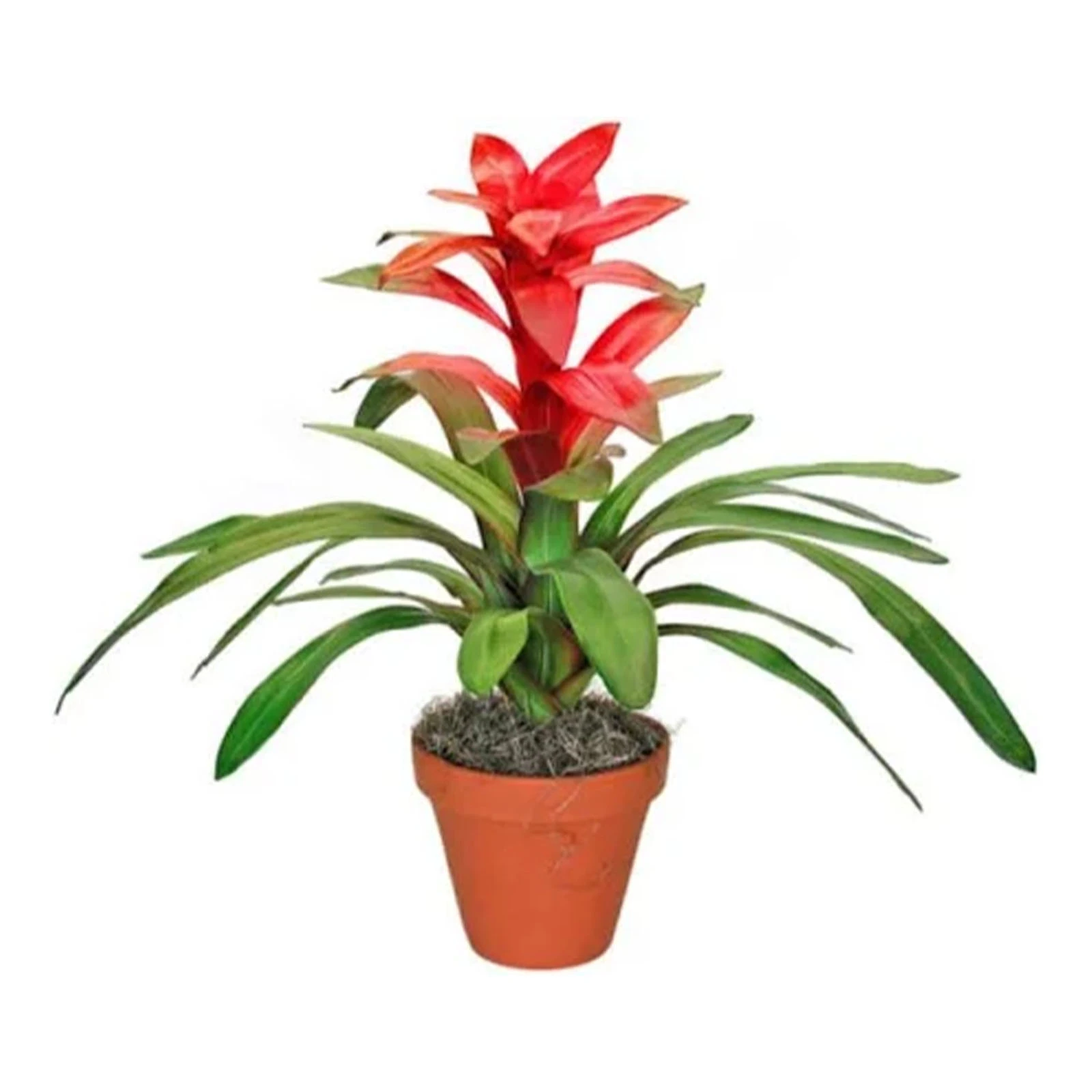 Гузманія 45/12 Фото №:1