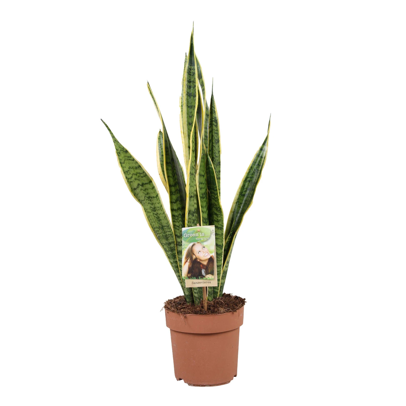 Сансивьерия 40/12 Фото №:1