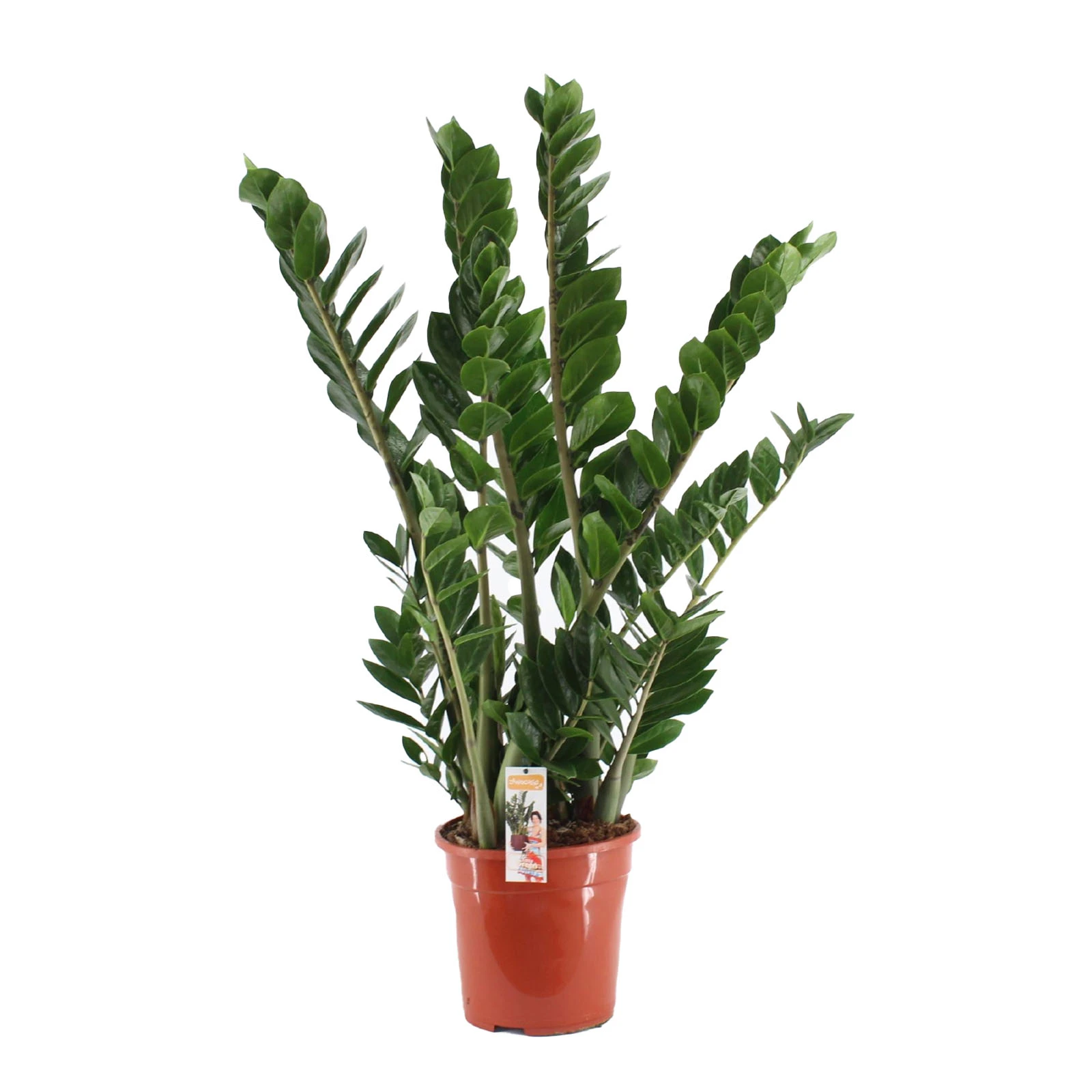 Замиокулькас 45/14 Фото №:1