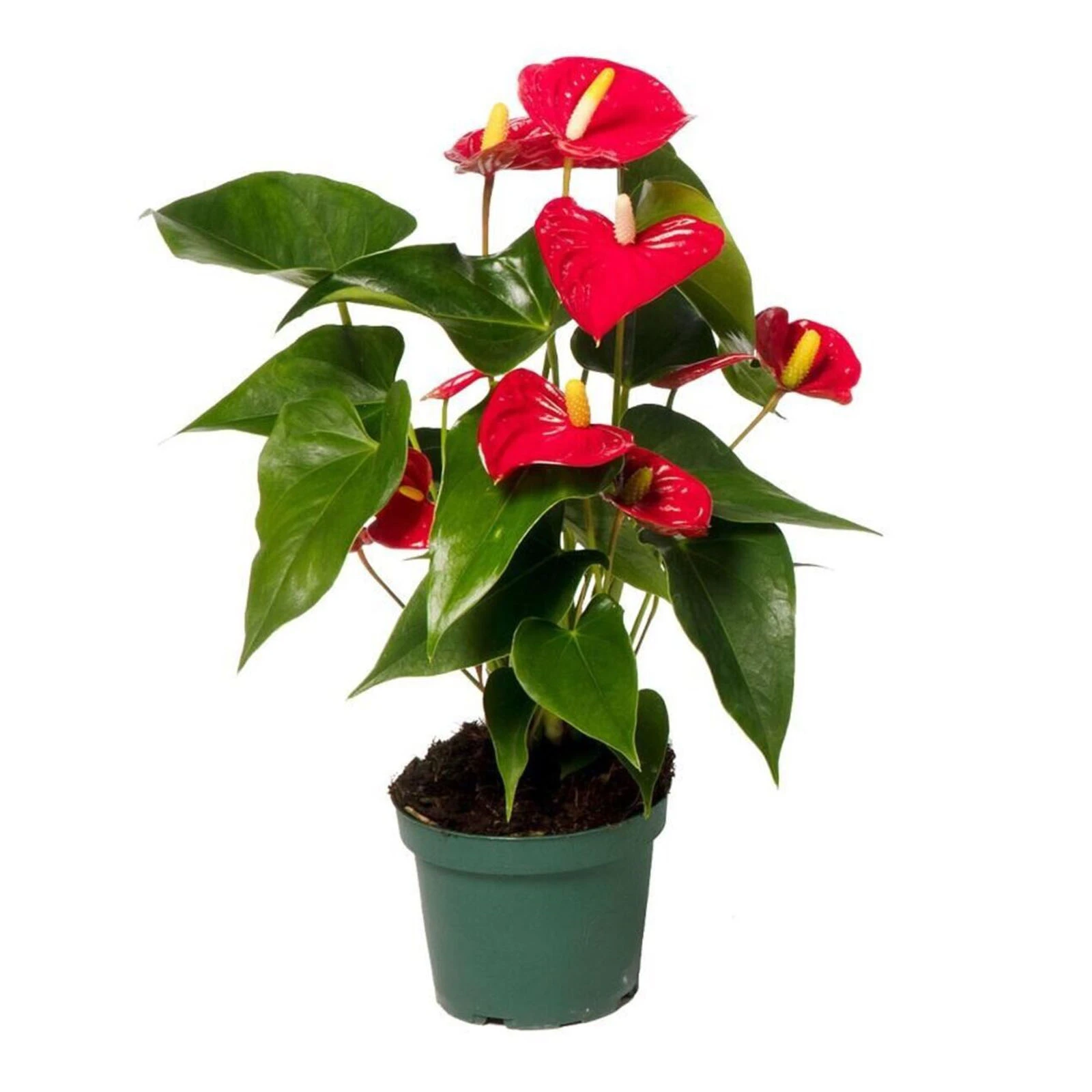 Антуріум 50/12 Фото №:1