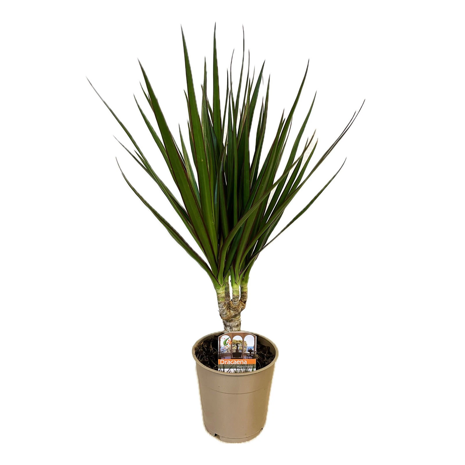 Драцена 1рр 90/17 Фото №:1