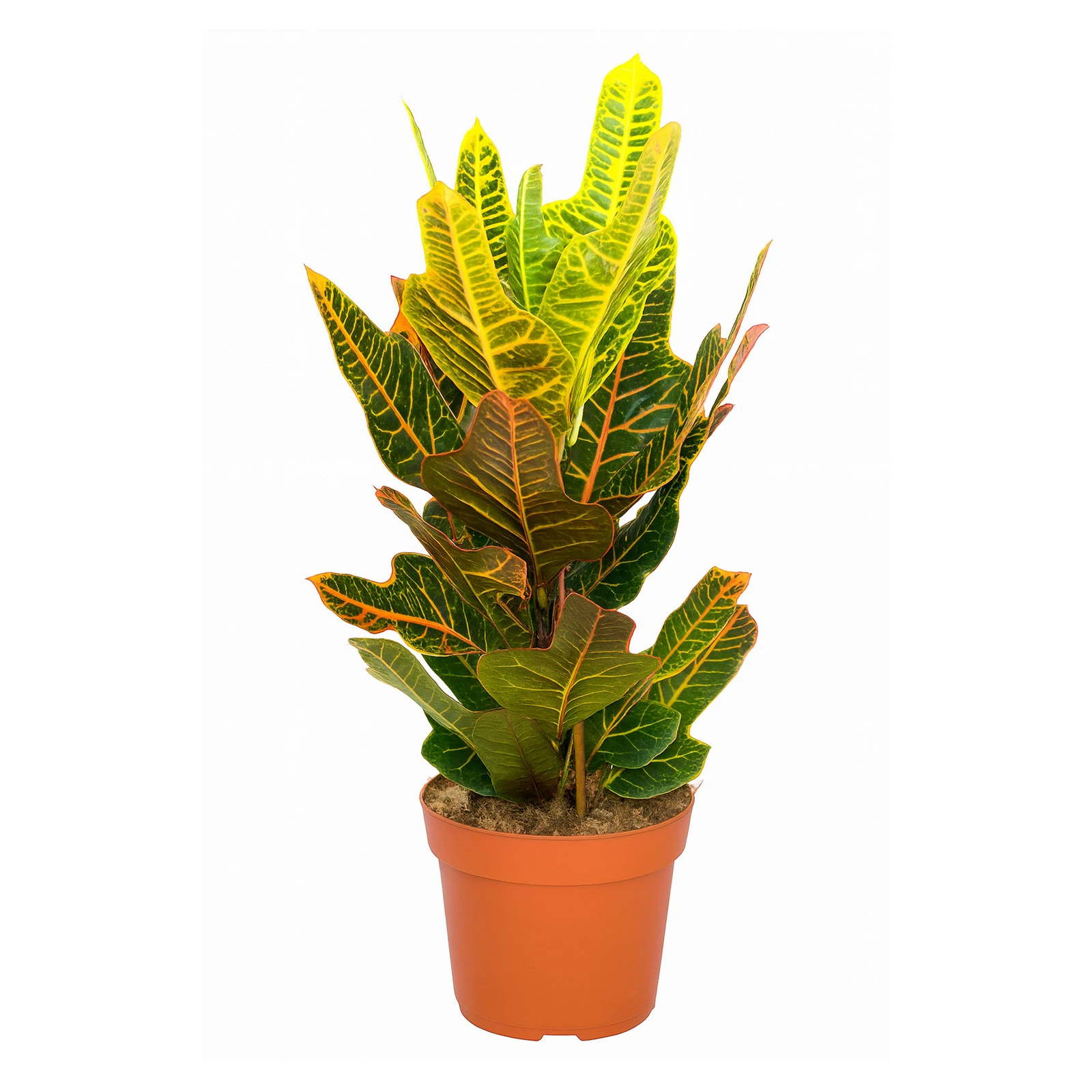 Кротон 70/17 Фото №:1