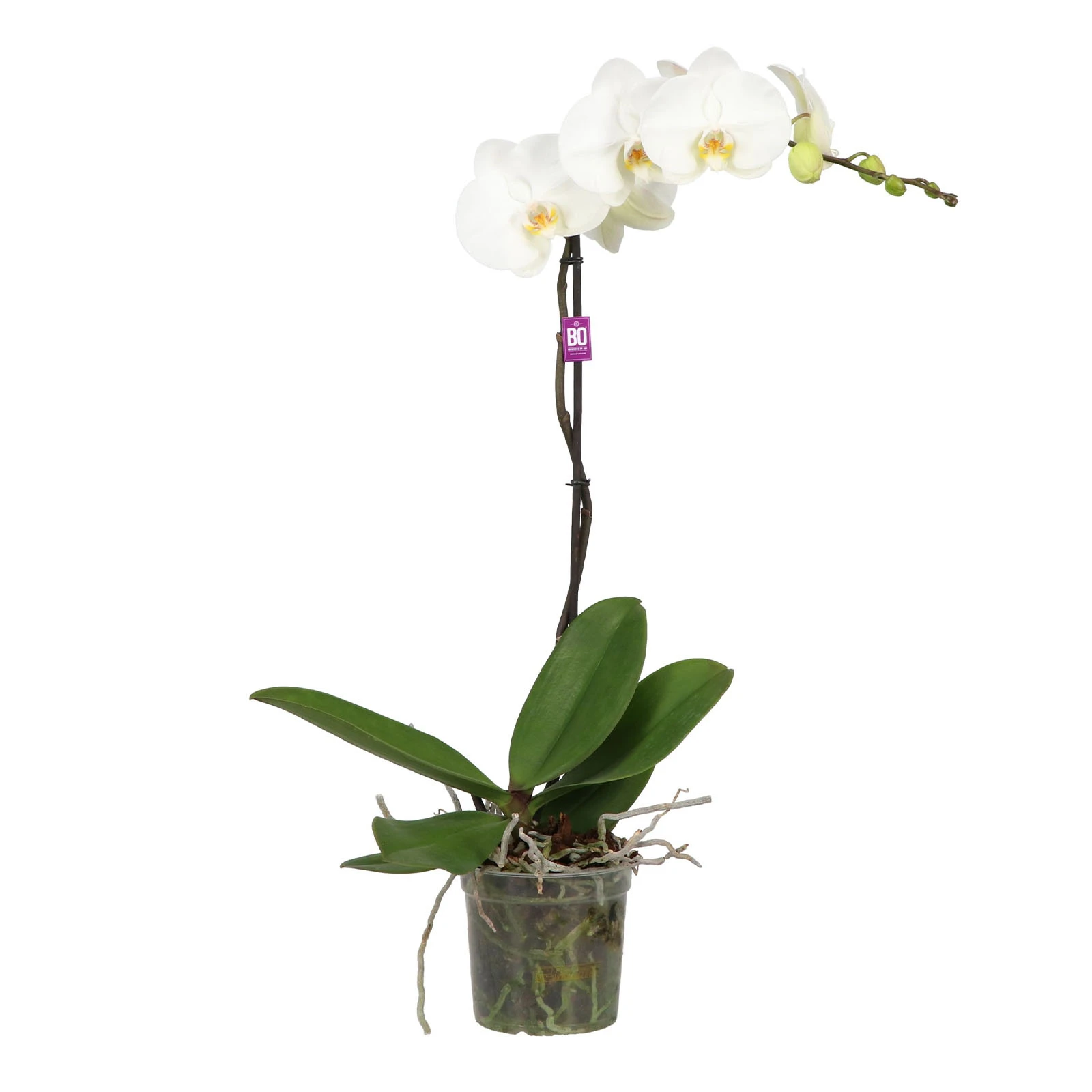 Фаленопсис mix 55/12 Фото №:1