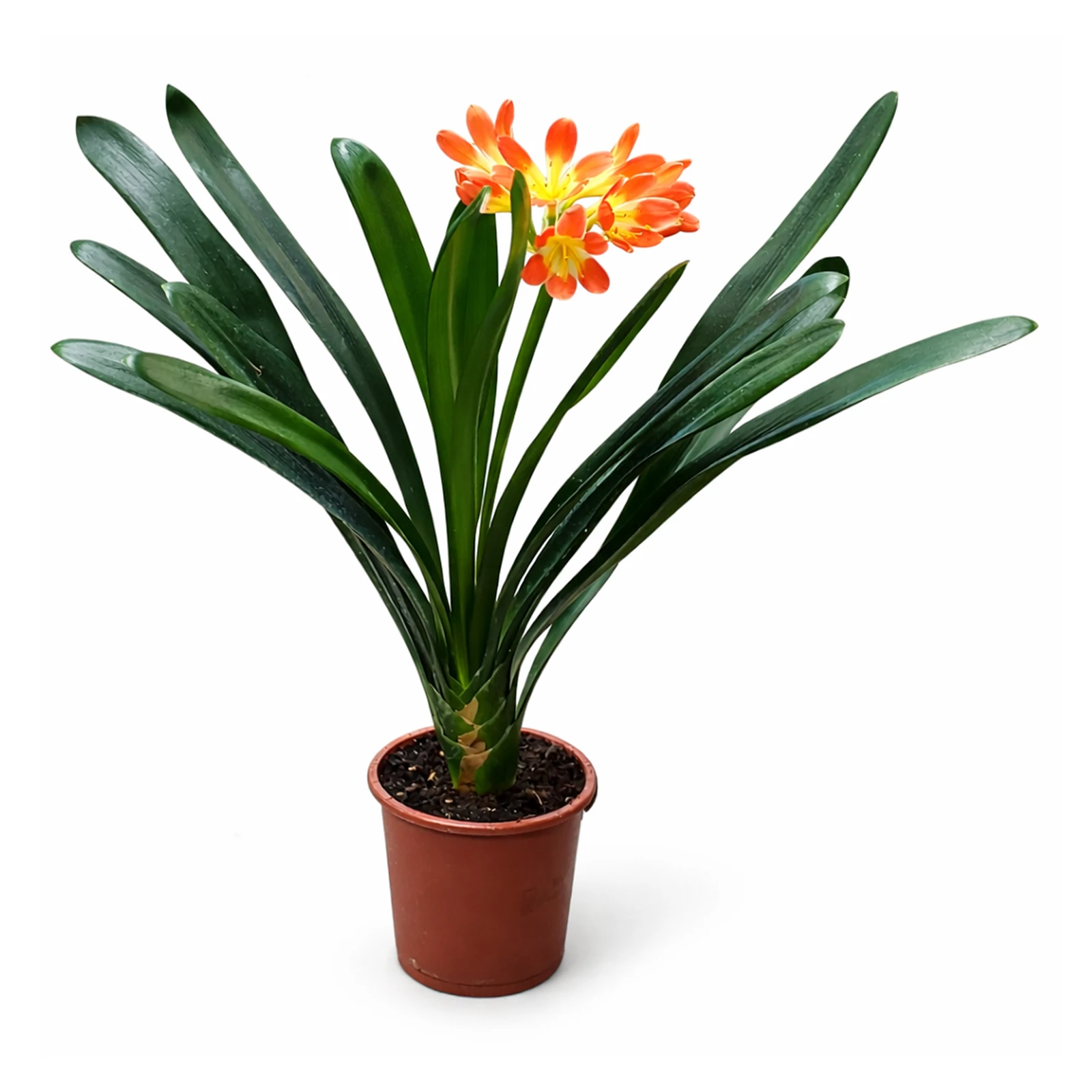 Клівія 50/13 Фото №:1