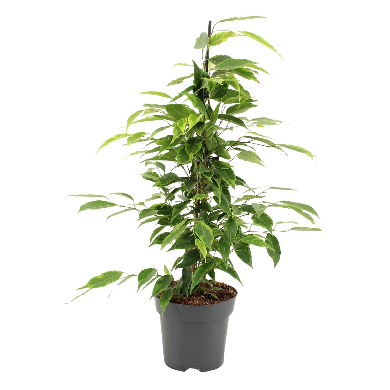 Фікус 80/19 Фото №:1