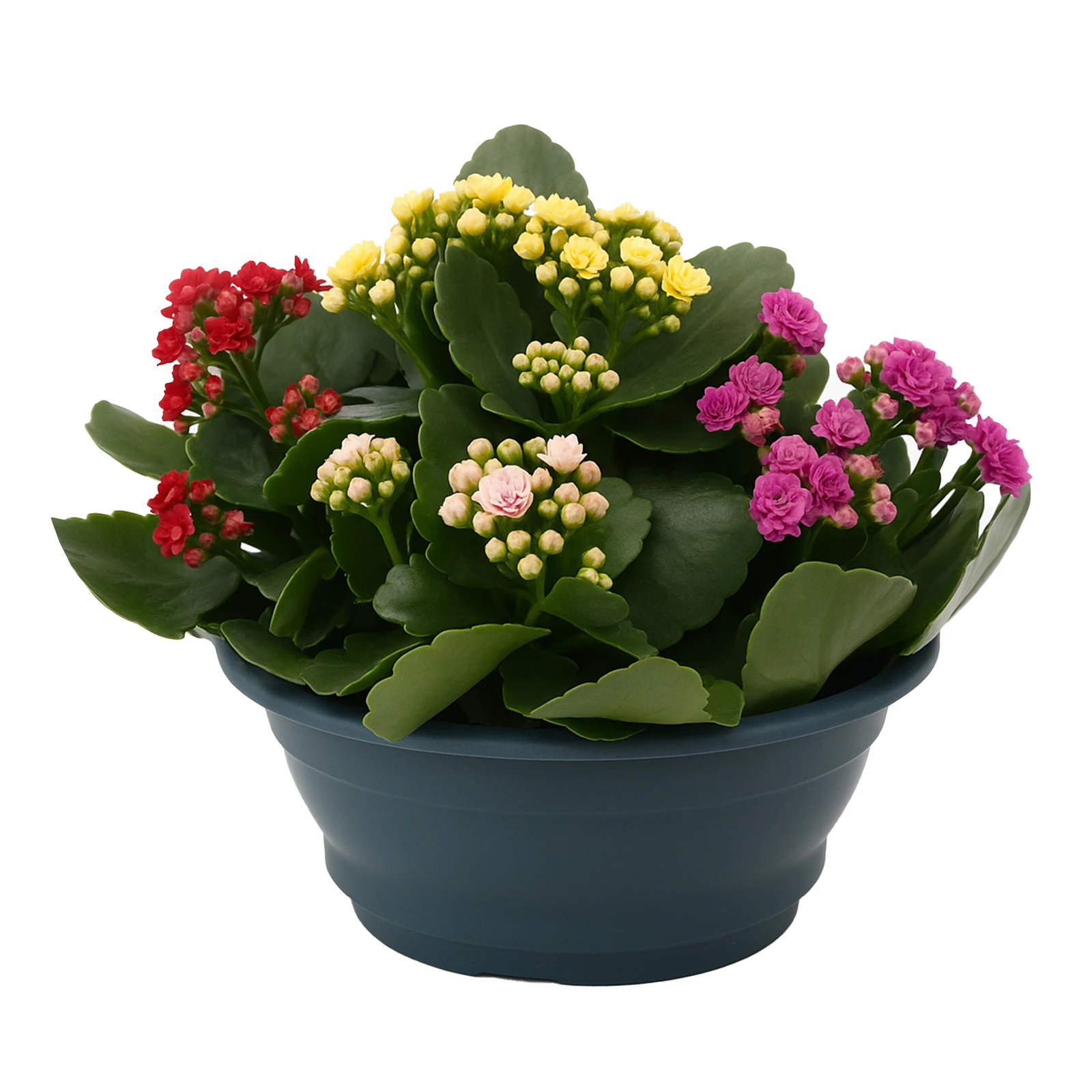 Каланхое 30/23 Фото №:1