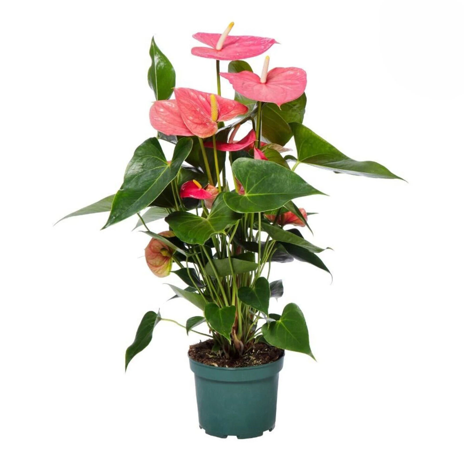 Антуріум 55/14 Фото №:1