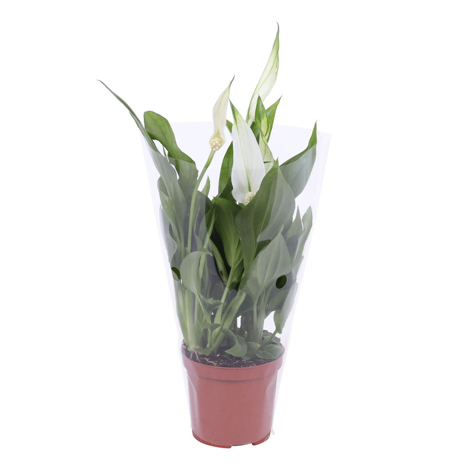 Спатифіллум 60/13 Фото №:1