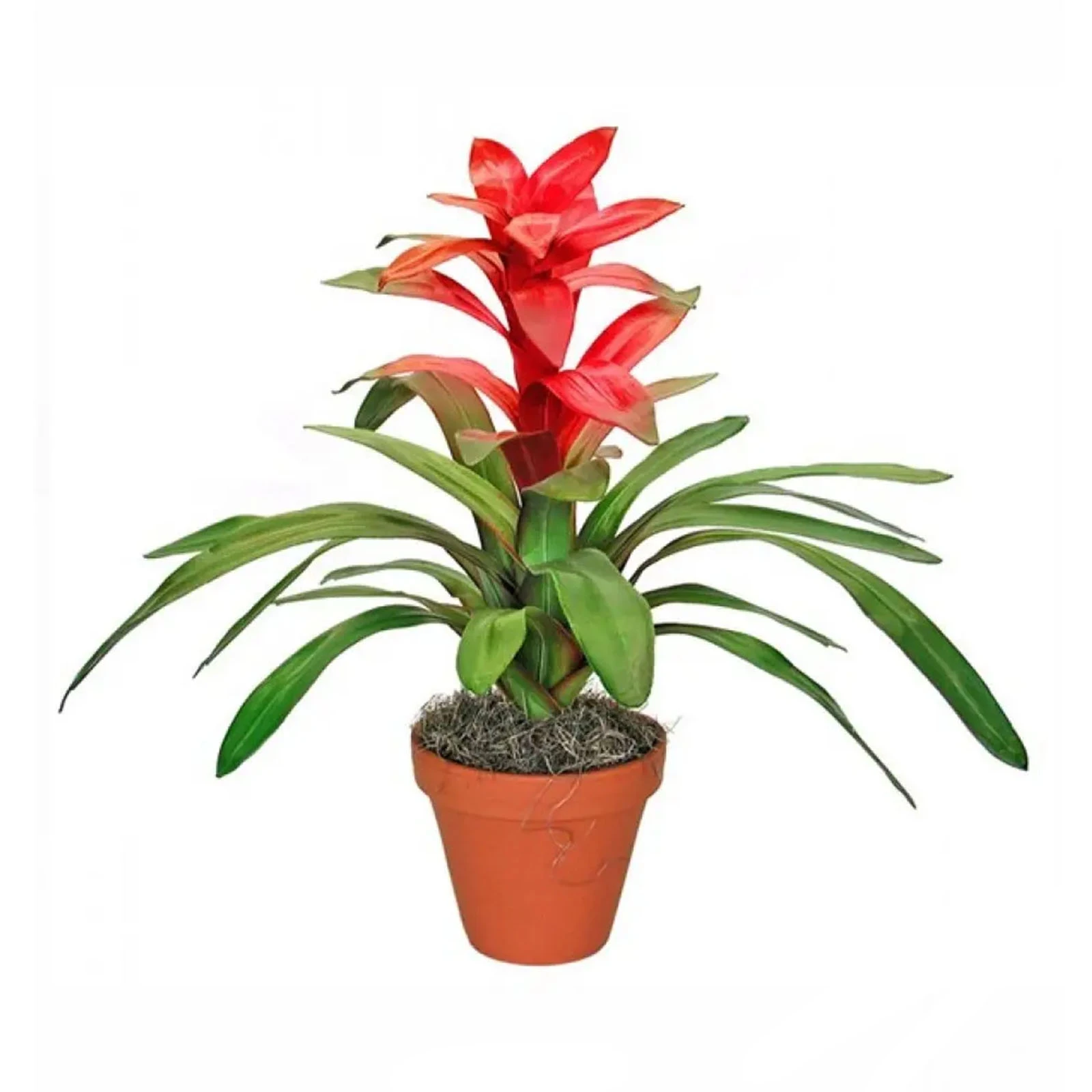 Гузманія 75/15 Фото №:1