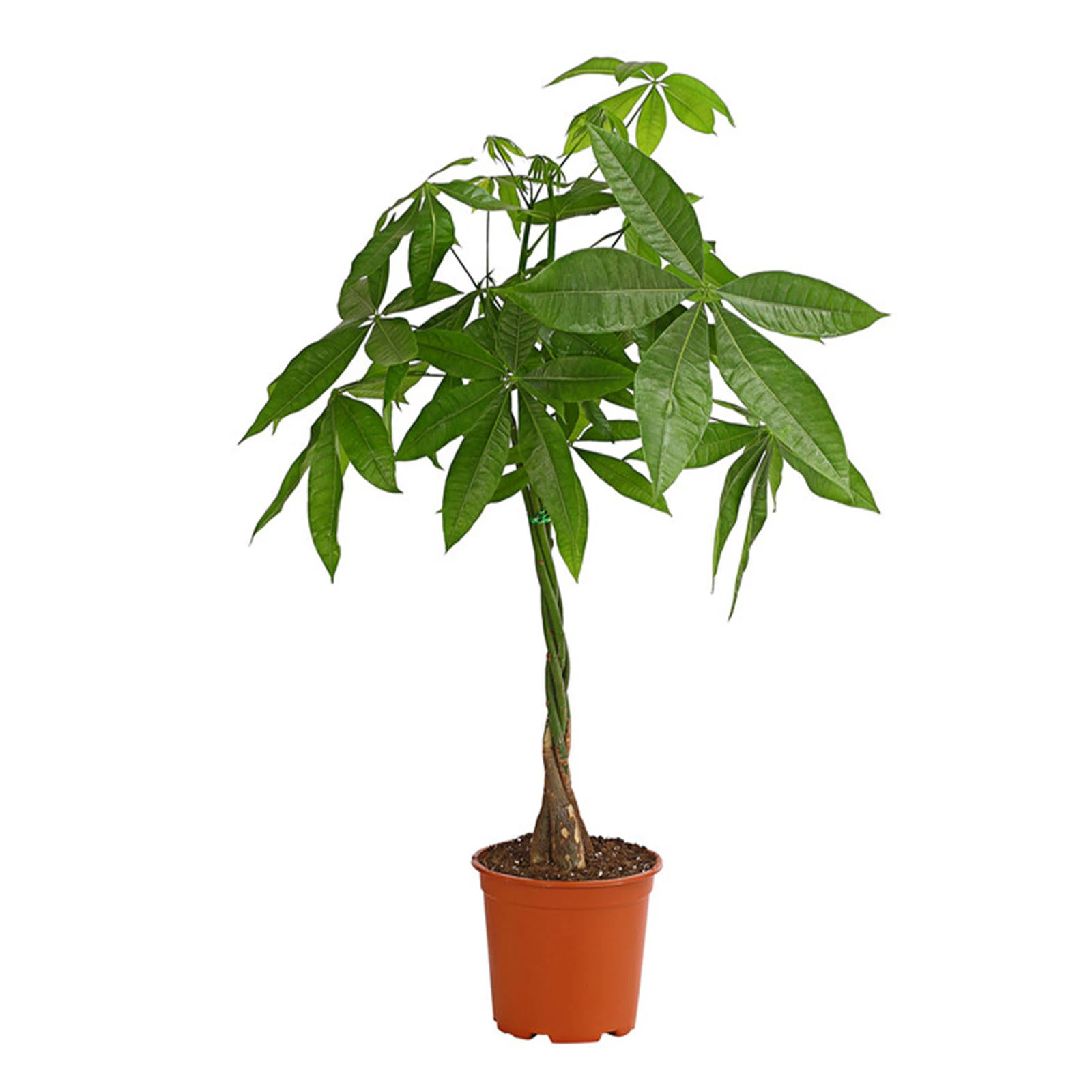 Пахіра 70/19 Фото №:1