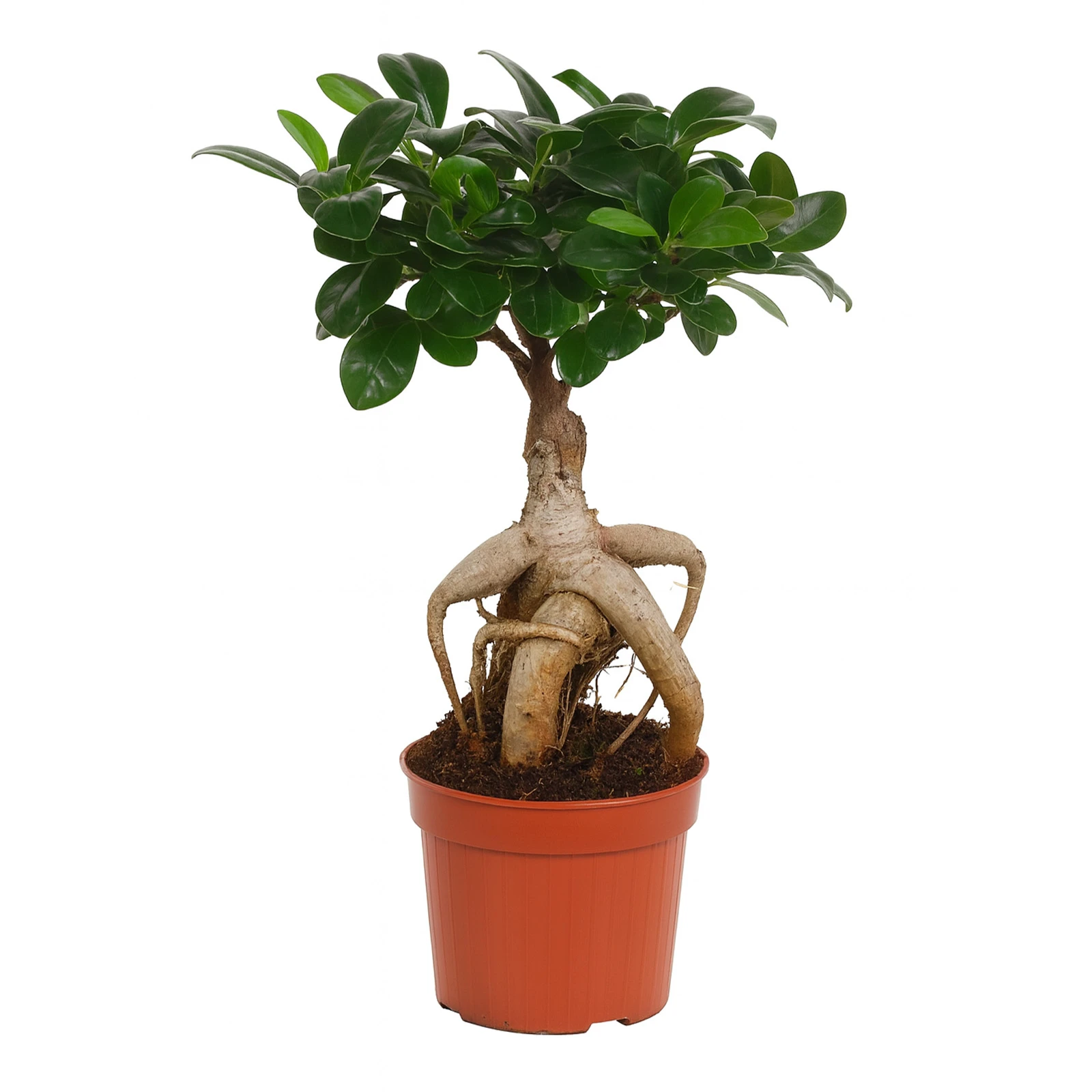 Фікус гинс 40/19 Фото №:1